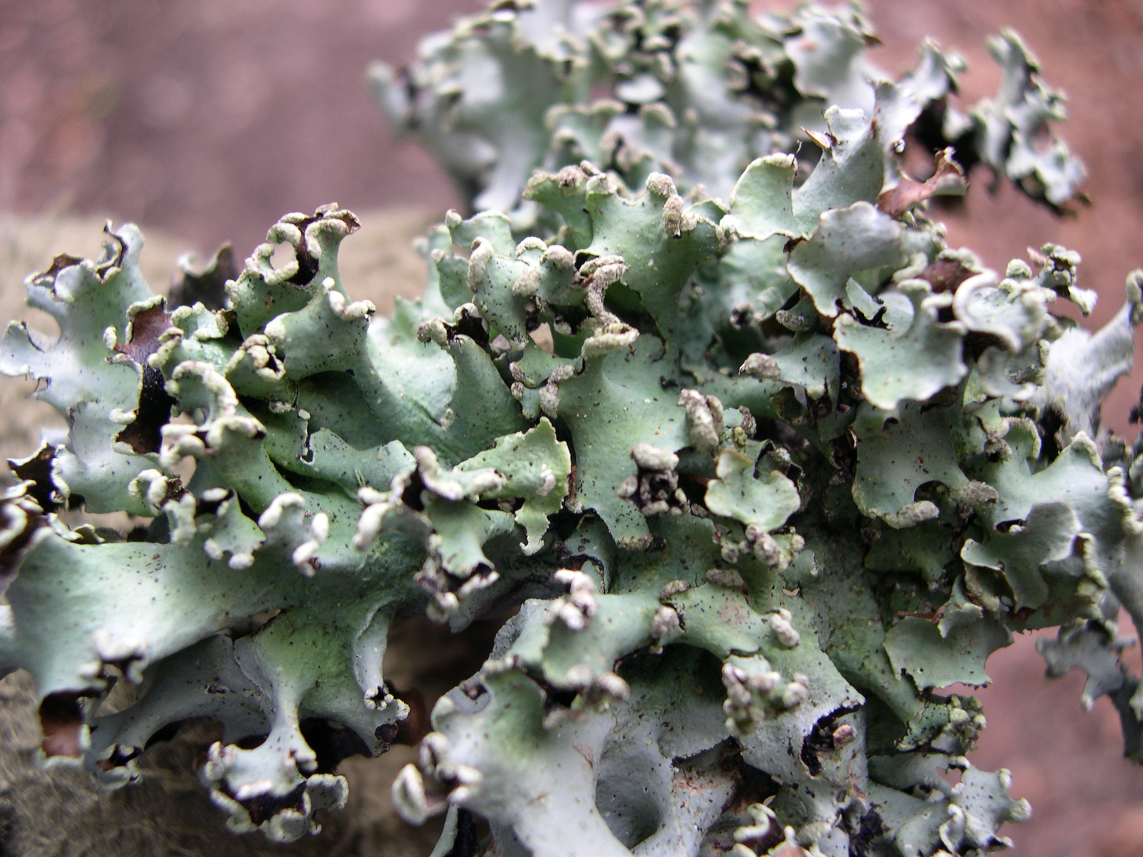 hypogymnia_physodes3md