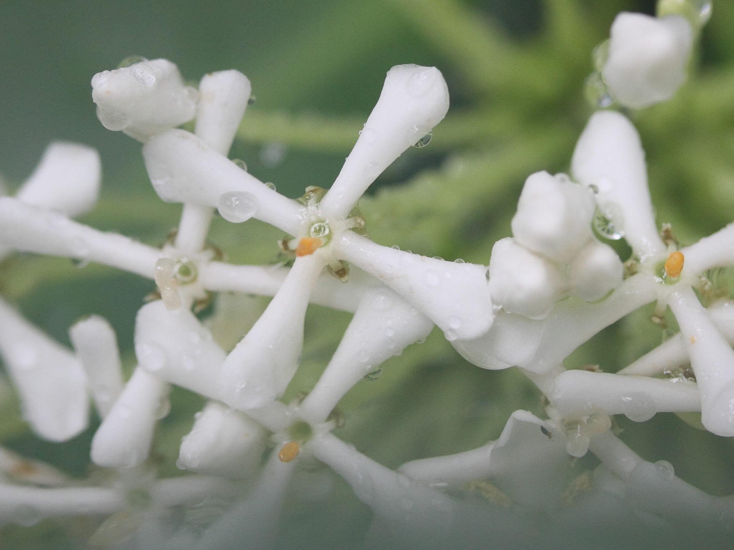 ixora_finlaysoniana3md