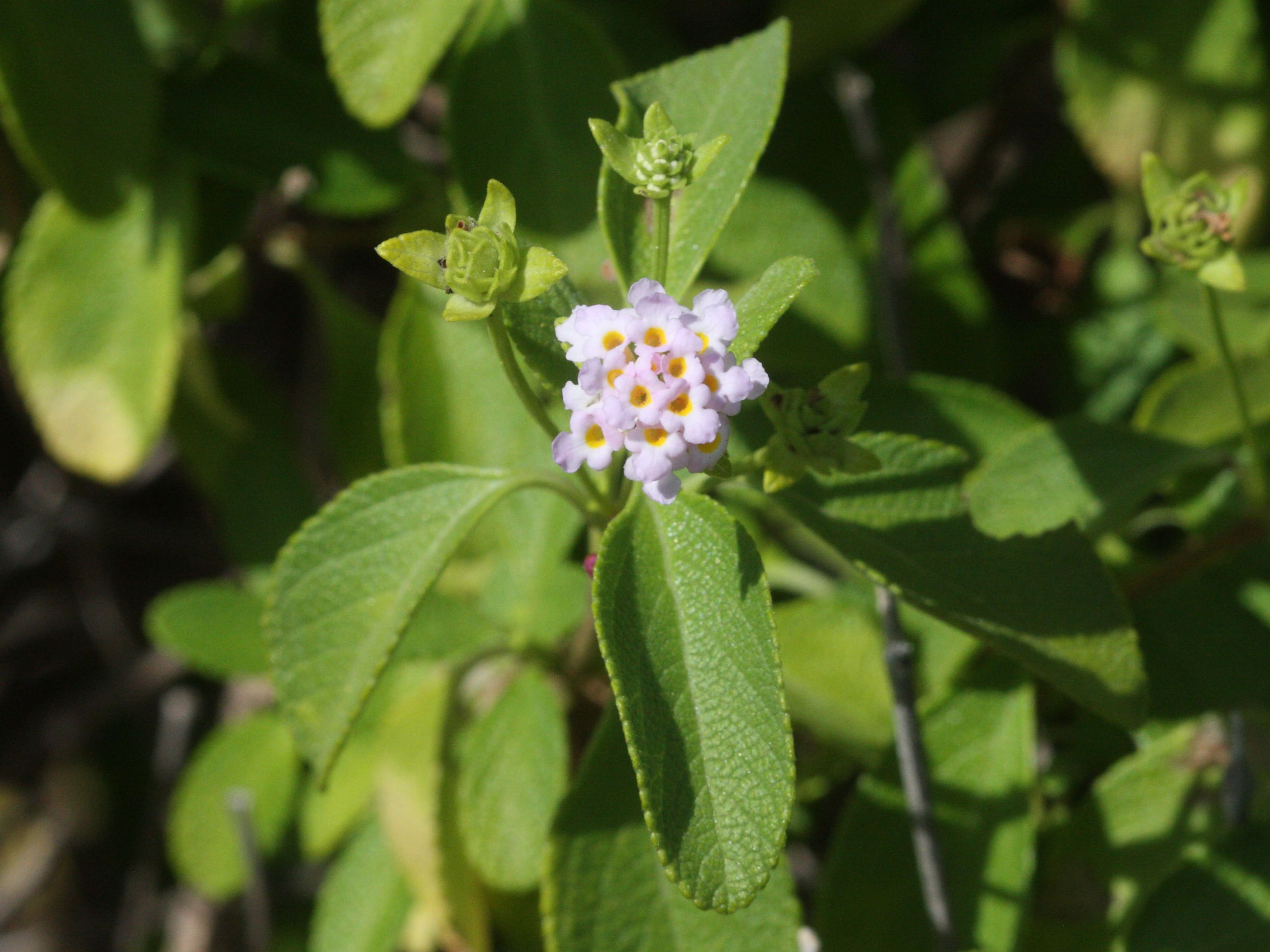 lantana_involucrata1md