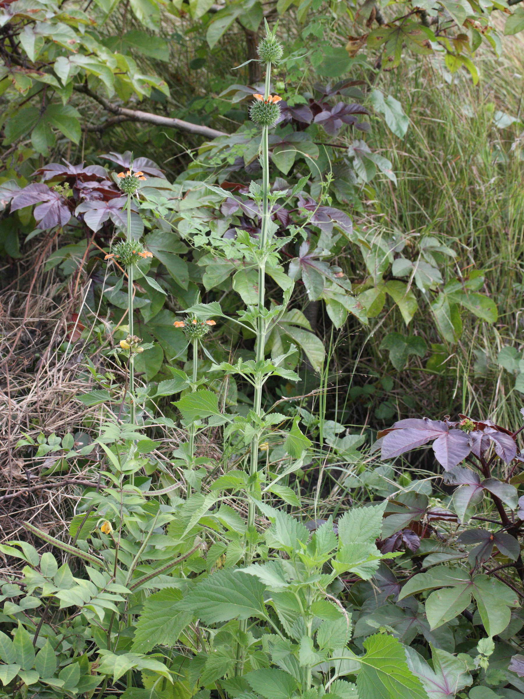 leonotis_nepetifolia3md