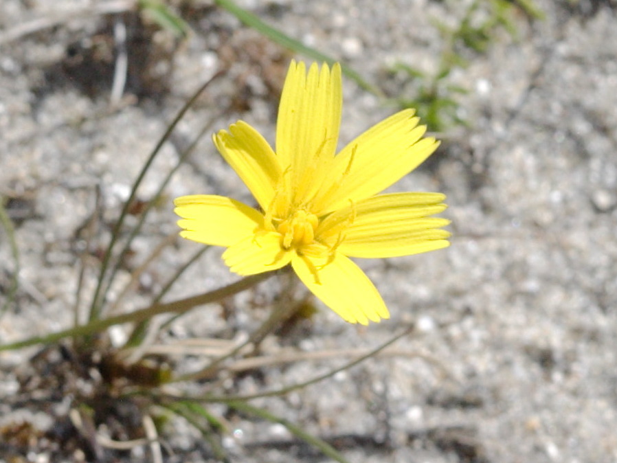 Afficher le média leontodon_taraxacoides2md leontodon_taraxacoides2md