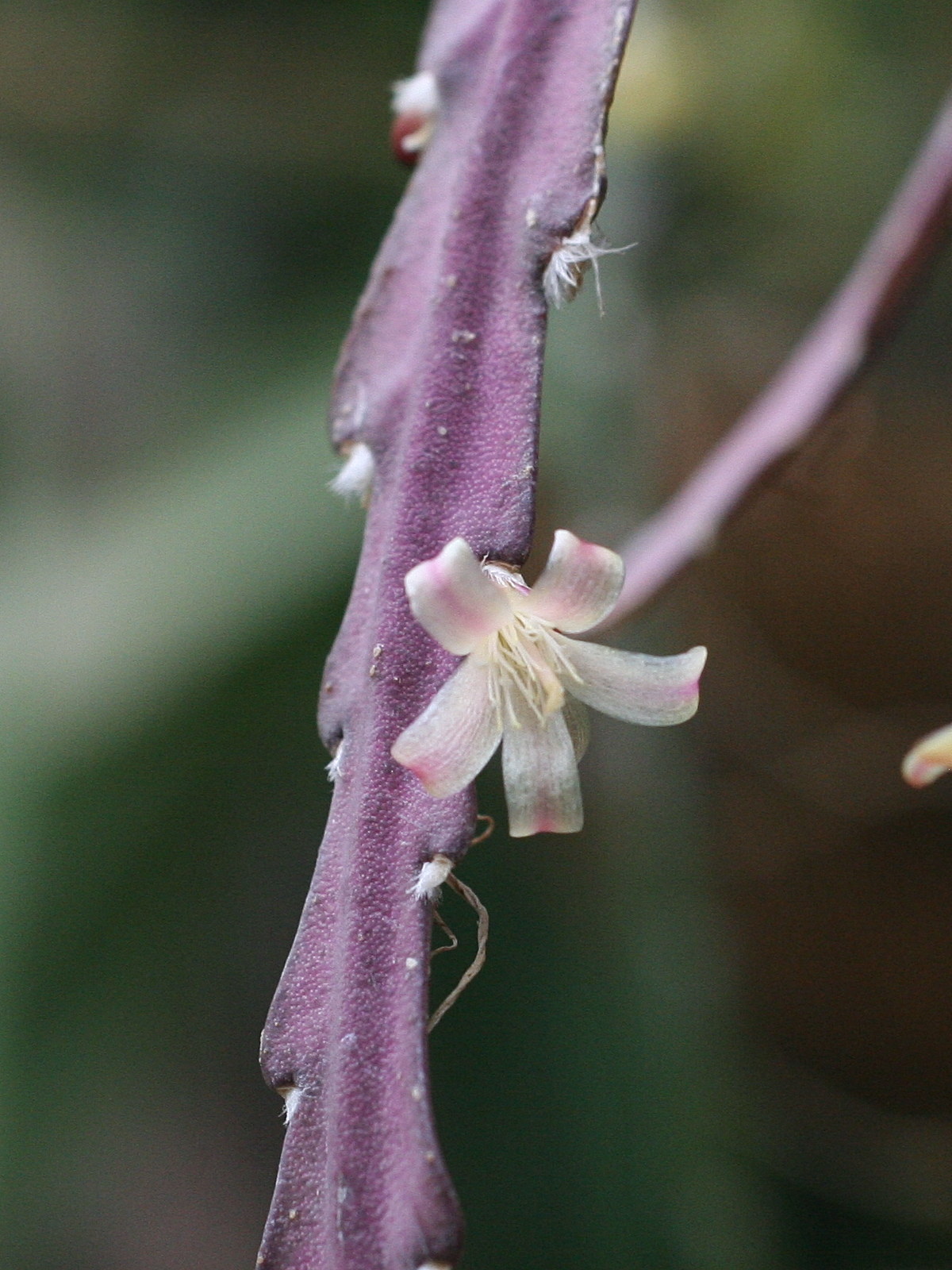 Afficher le média lepismium_cruciforme_anceps3md lepismium_cruciforme_anceps3md