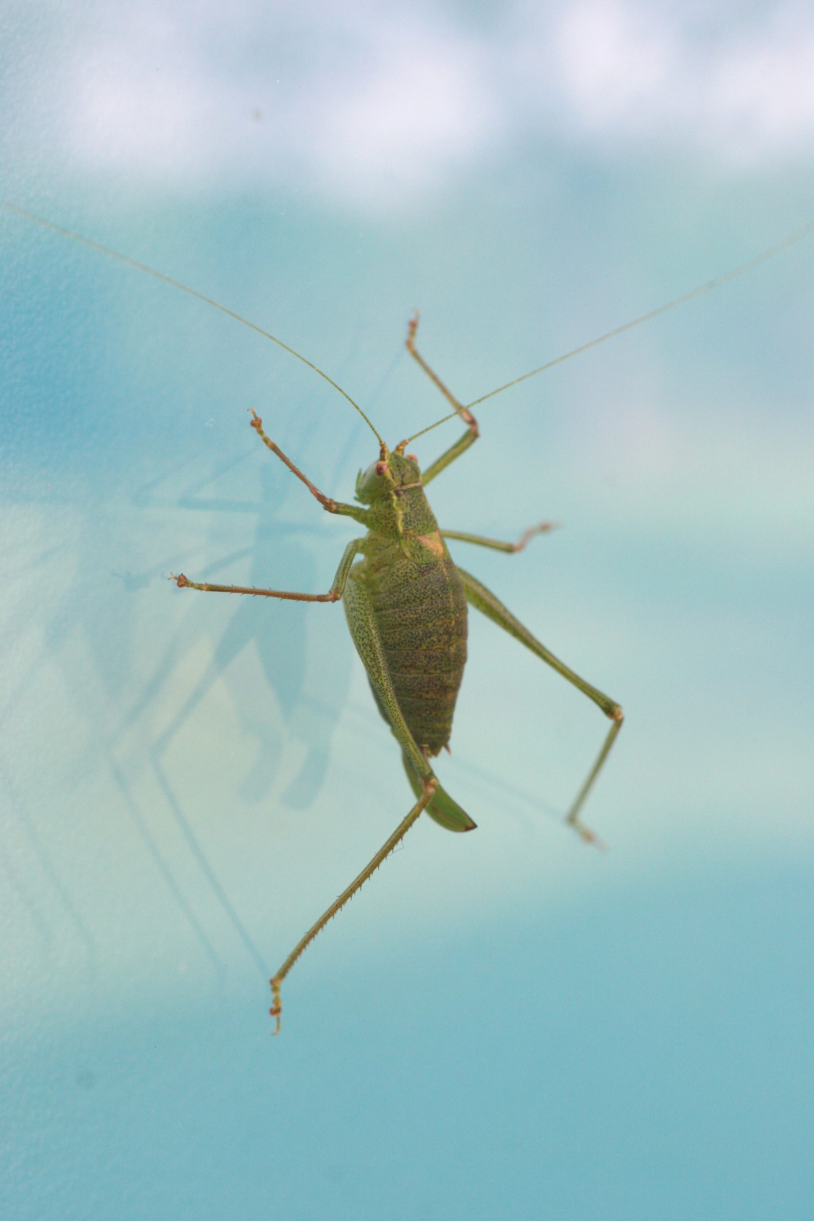 leptophyes_punctatissima4md