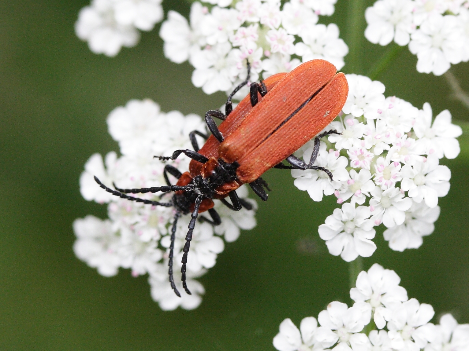 lygistopterus_sanguineus1md