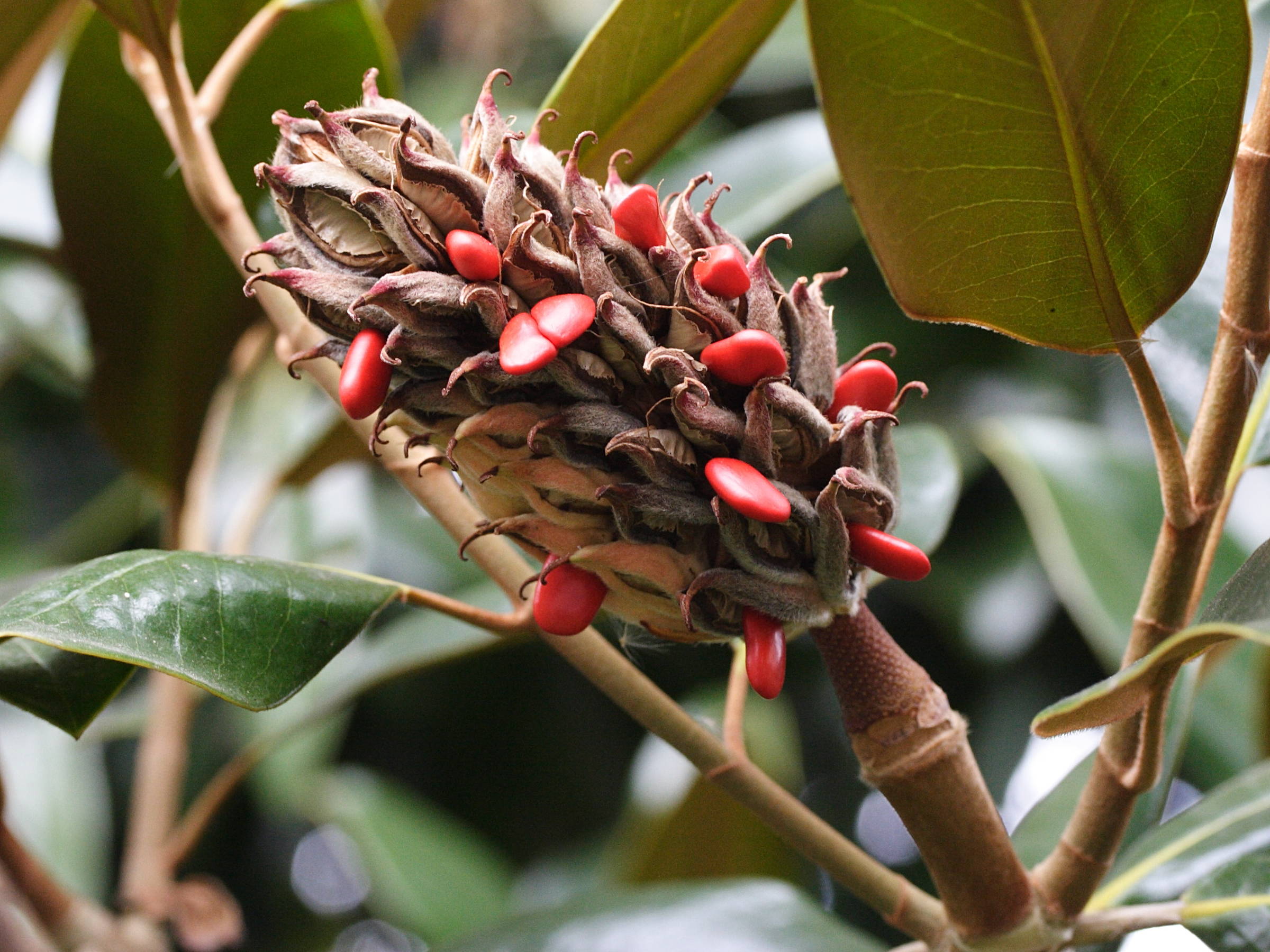 Afficher le média magnolia_grandiflora6md magnolia_grandiflora6md