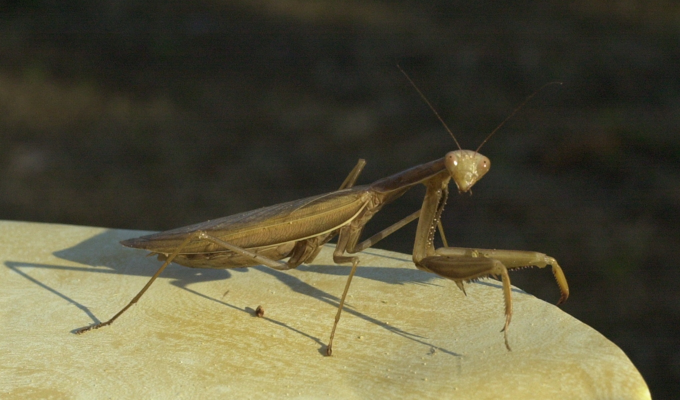 mantis_religiosa4md