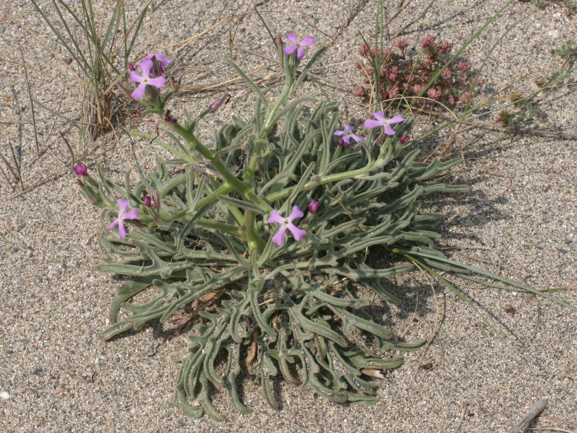 matthiola_sinuata4md