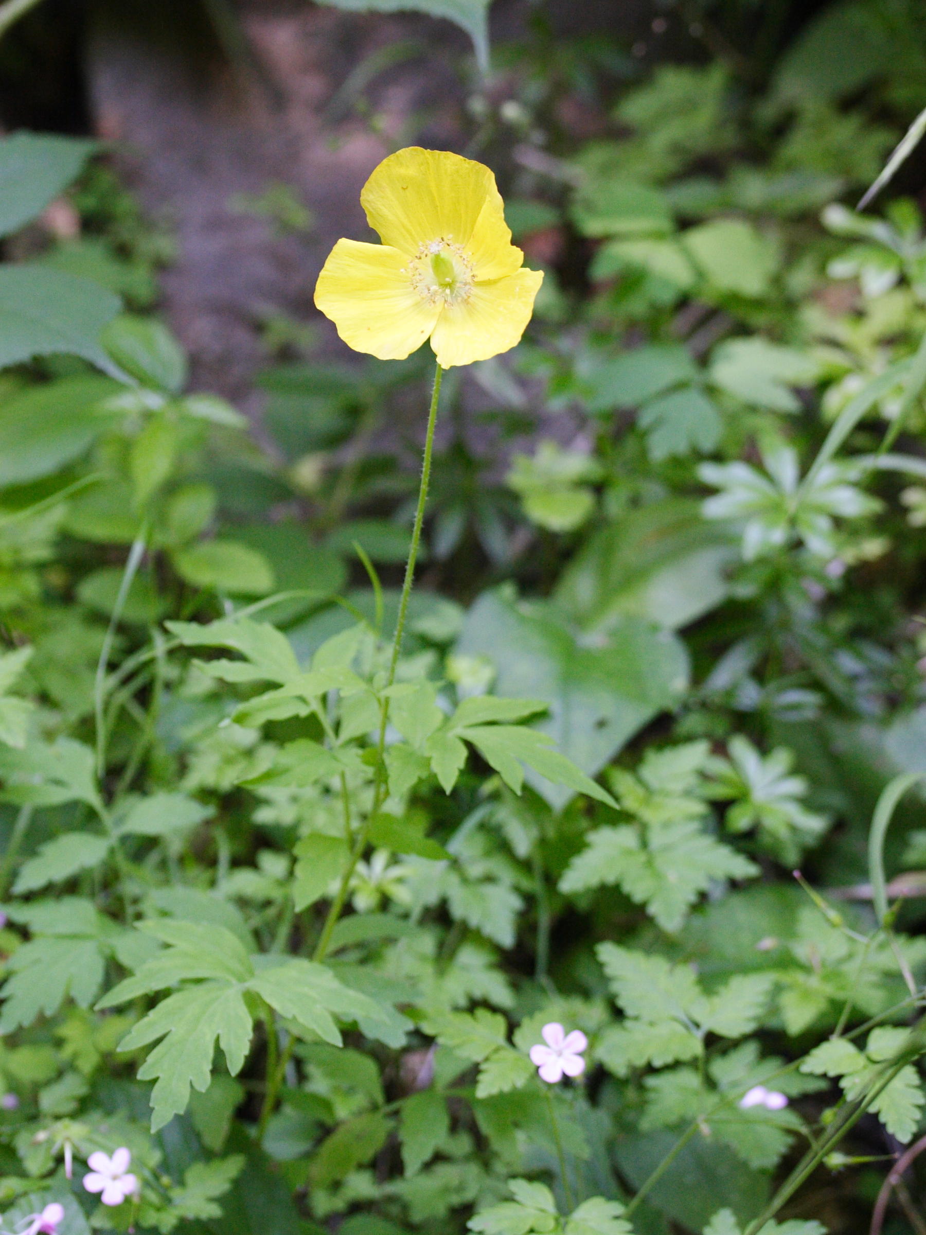meconopsis_cambrica2md