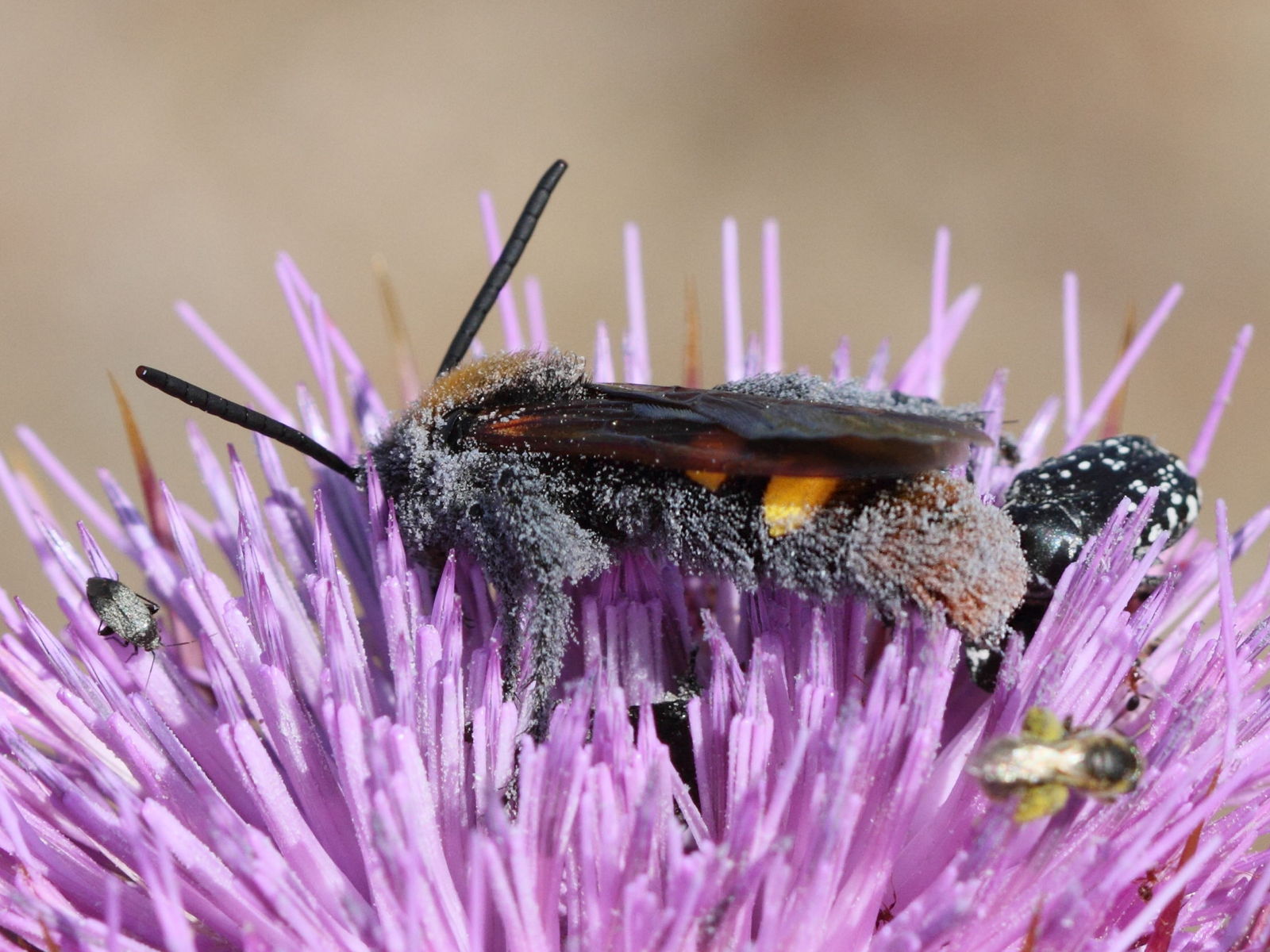 Afficher le média Megascolia_maculata ssp. maculata Megascolia_maculata ssp. maculata