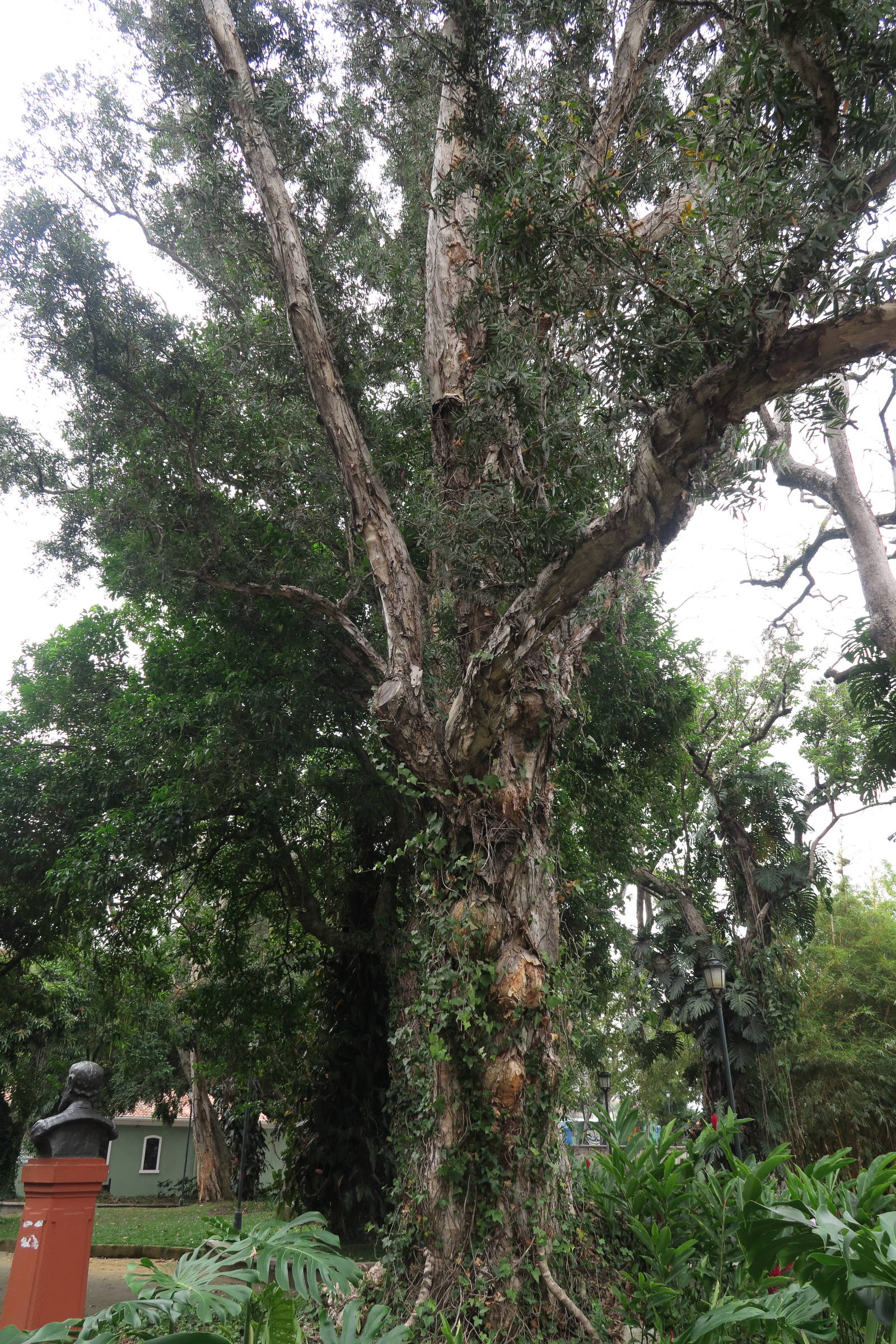 melaleuca_quinquenervia4bmd