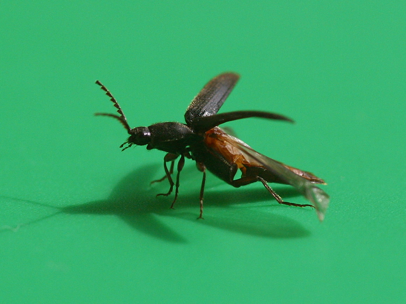 melanotus_punctolineatus4bd