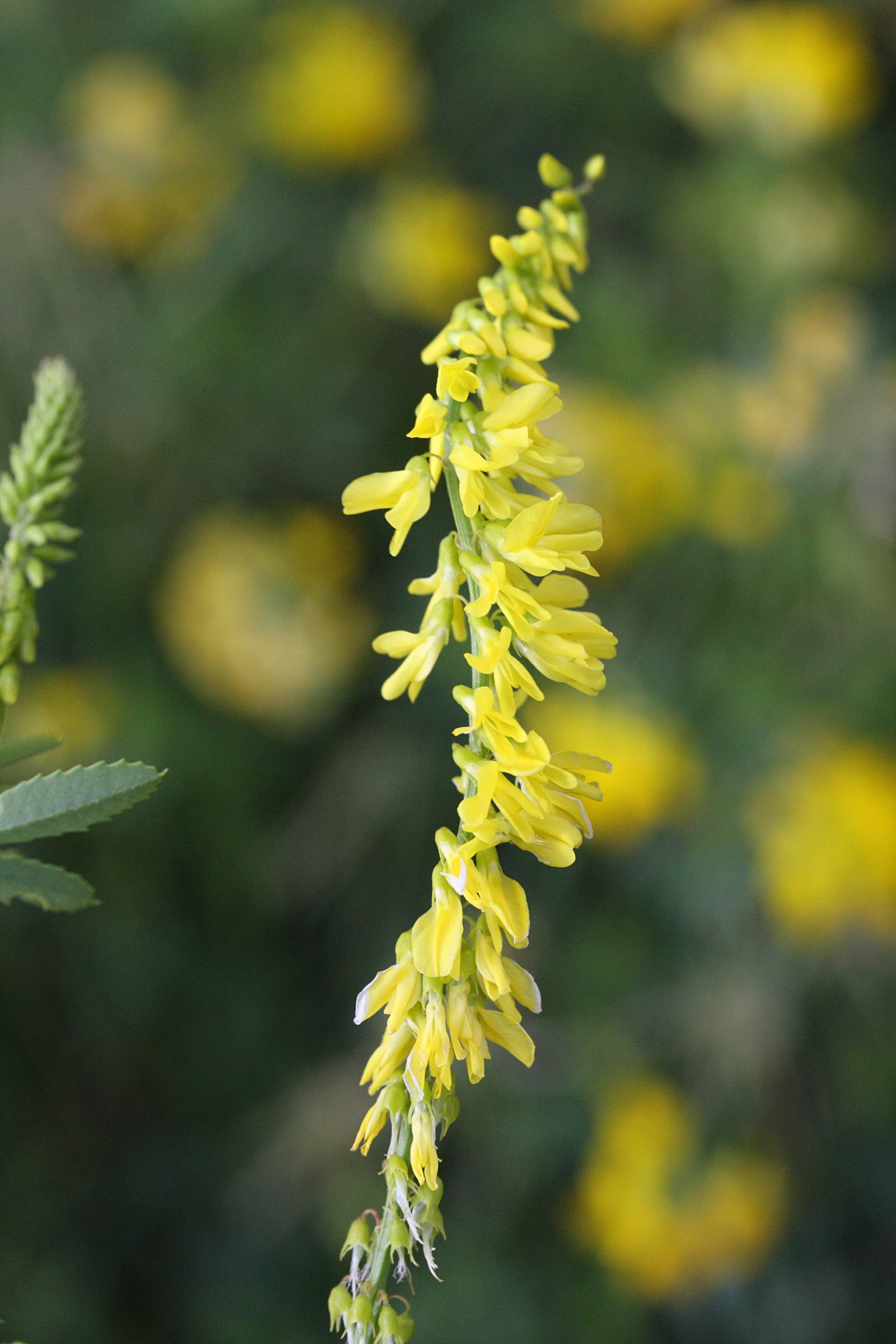 Afficher le média melilotus_officinalis3md melilotus_officinalis3md