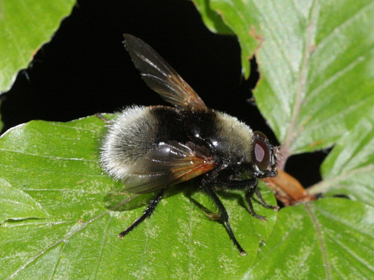 mesembrina_mystacea2bd