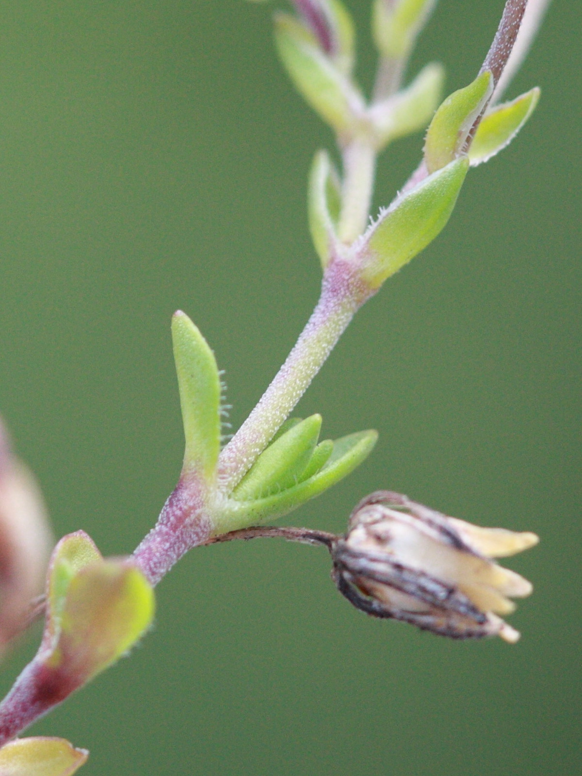 Afficher le média minuartia_rupestris3bd minuartia_rupestris3bd