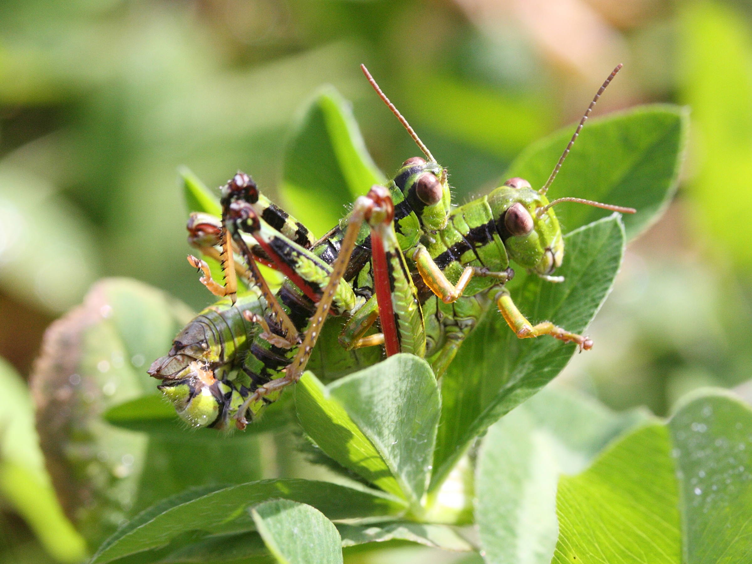 Afficher le média miramella_subalpina1md miramella_subalpina1md