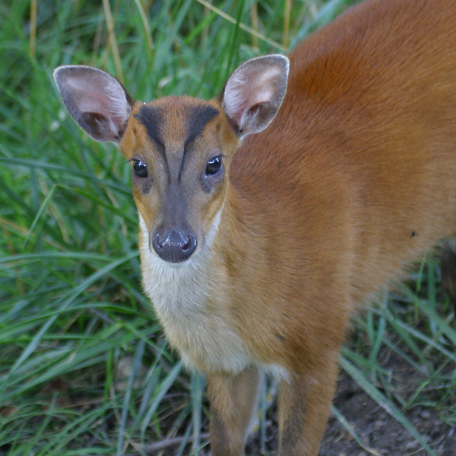 muntiacus_muntjak2bd