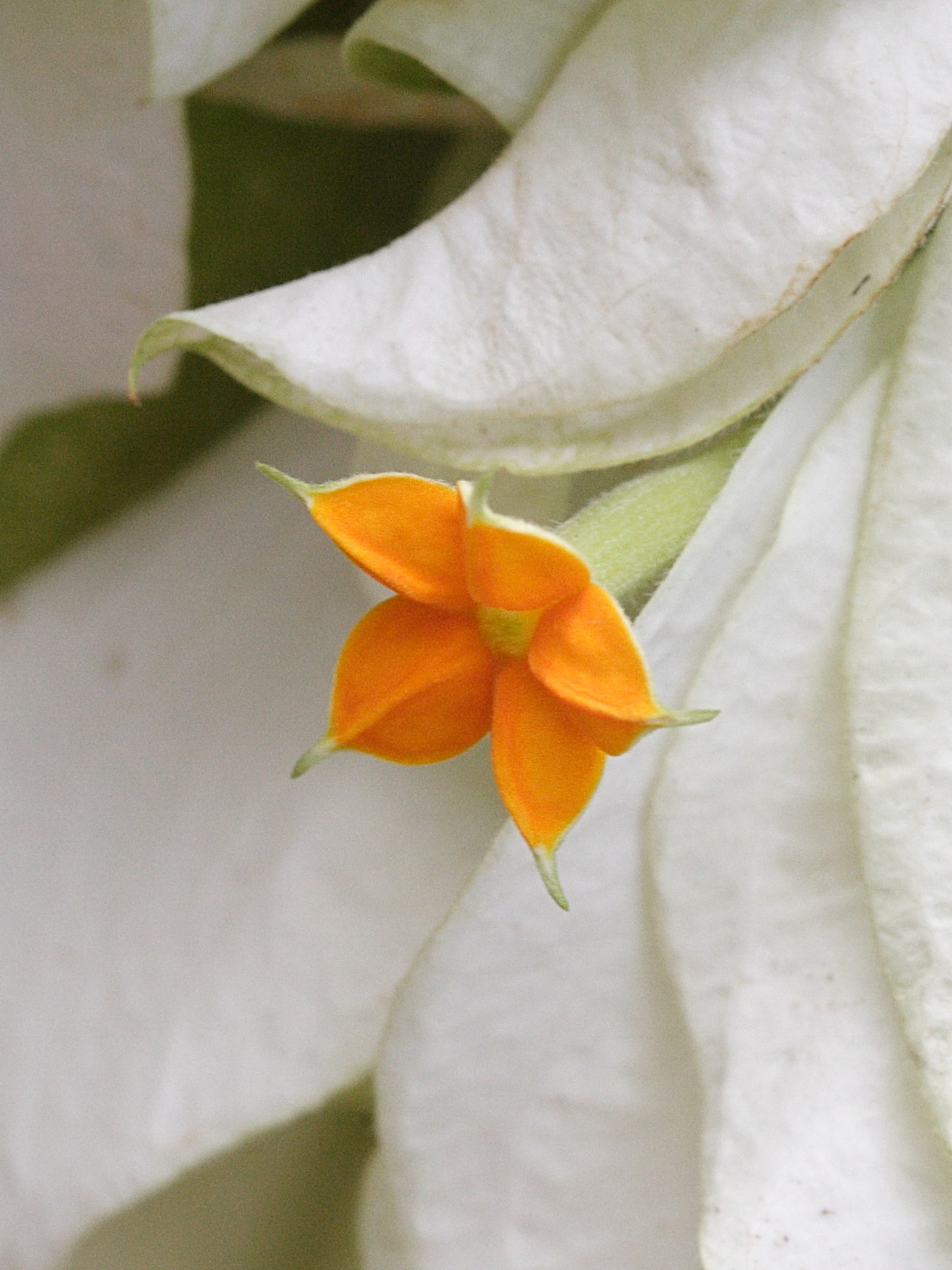 mussaenda_philippica2md