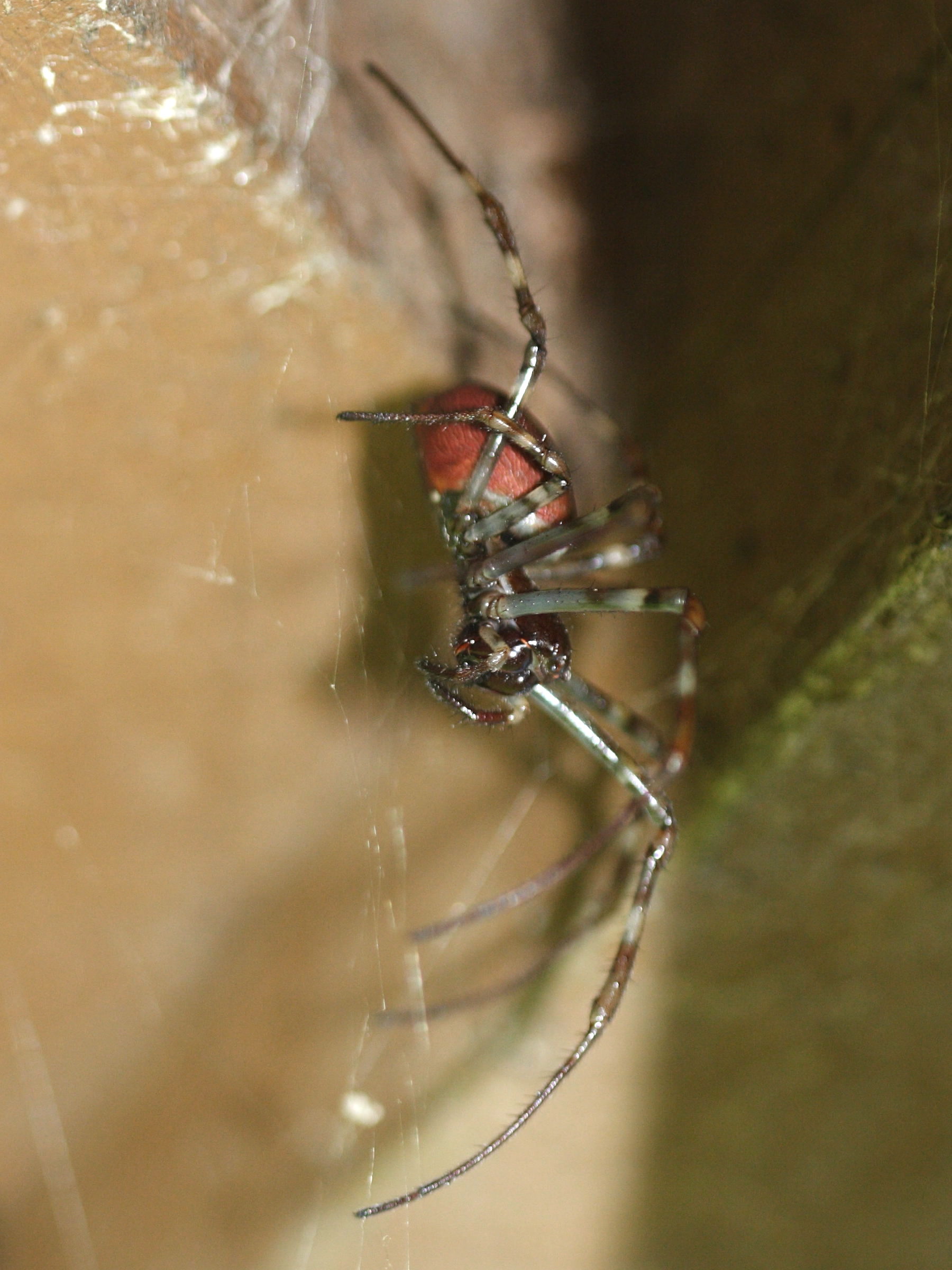 nephilingis_borbonica2md