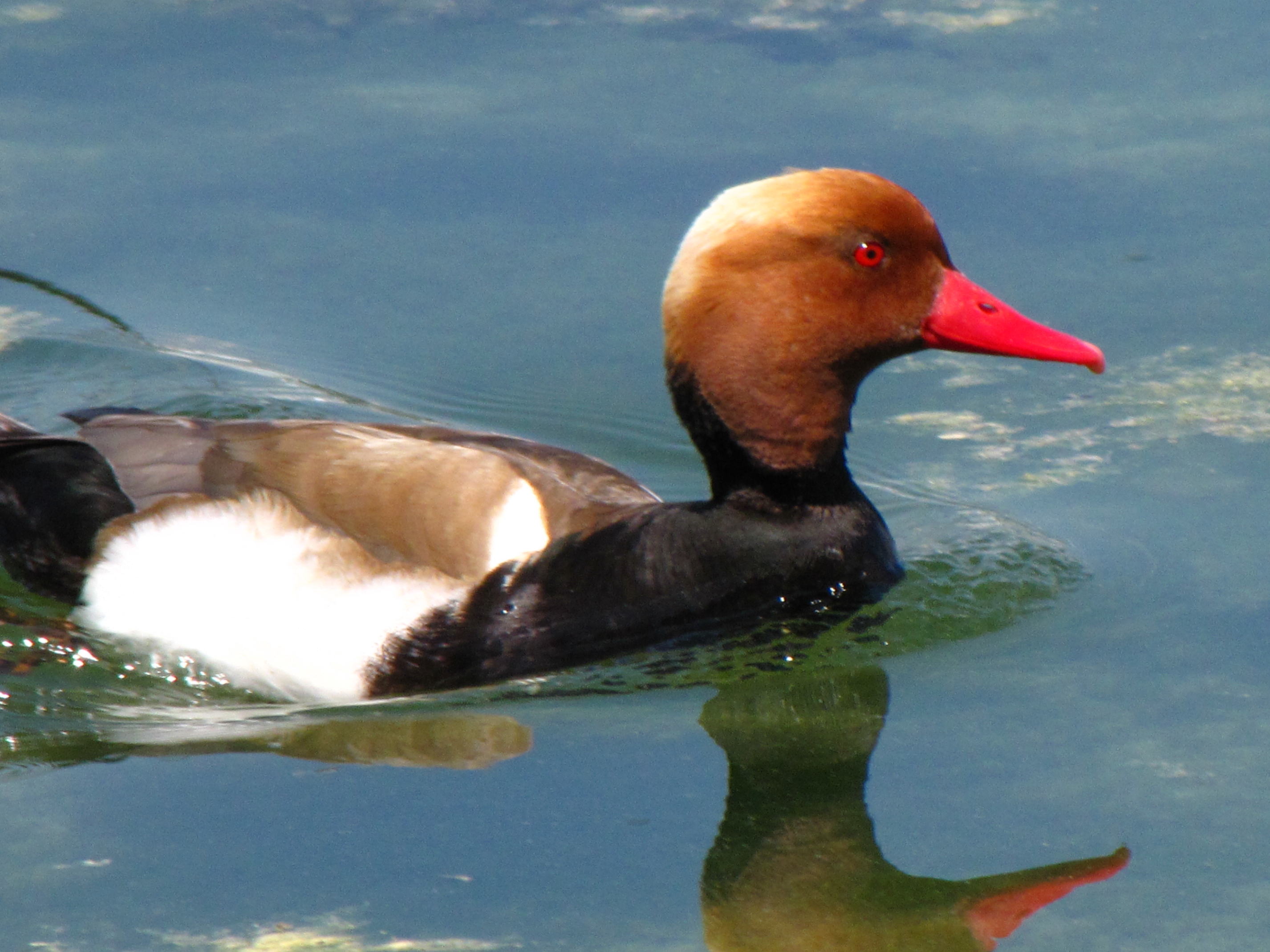 nette_rousse_-_netta_rufina6fc