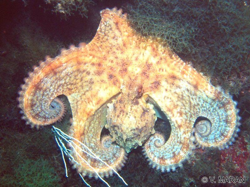octopus_vulgaris1vm