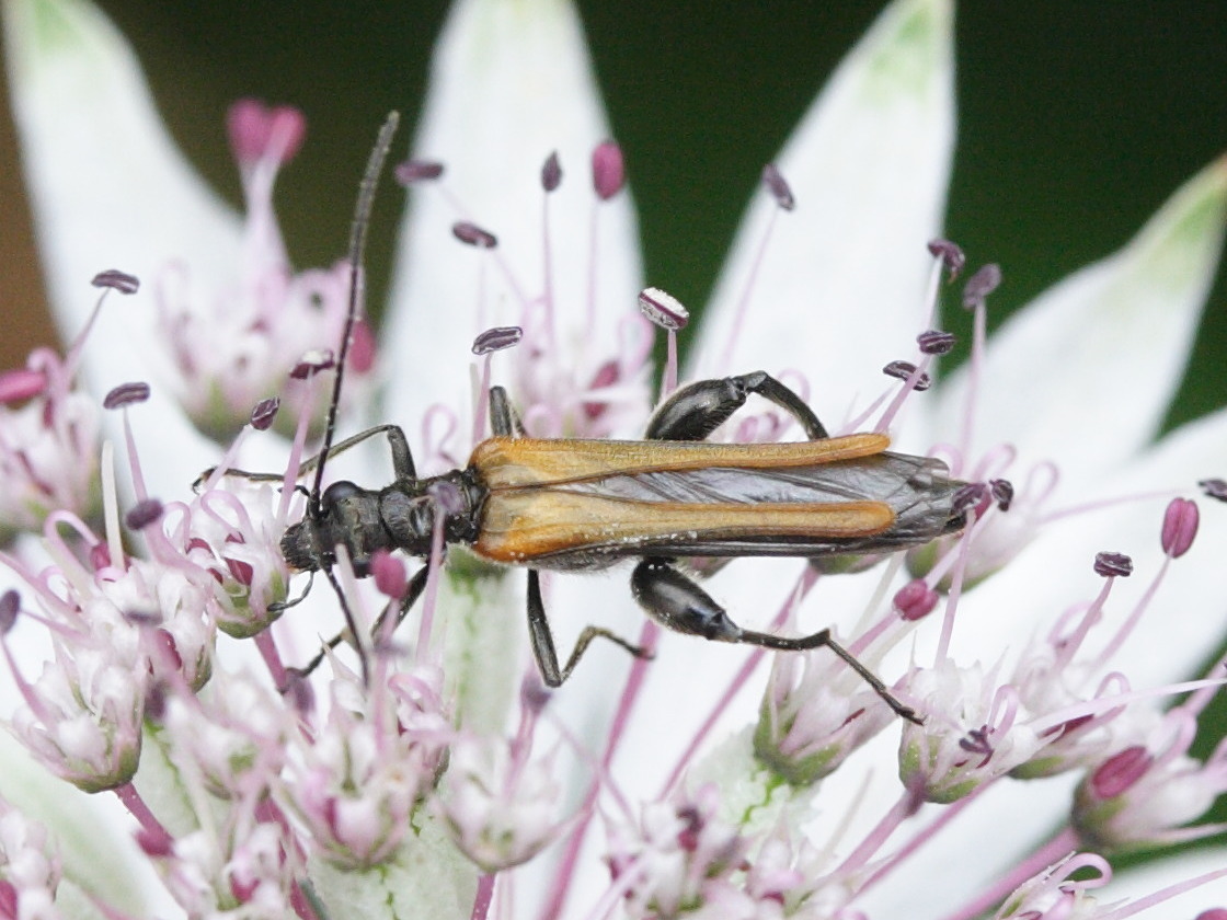oedemera_femorata3md