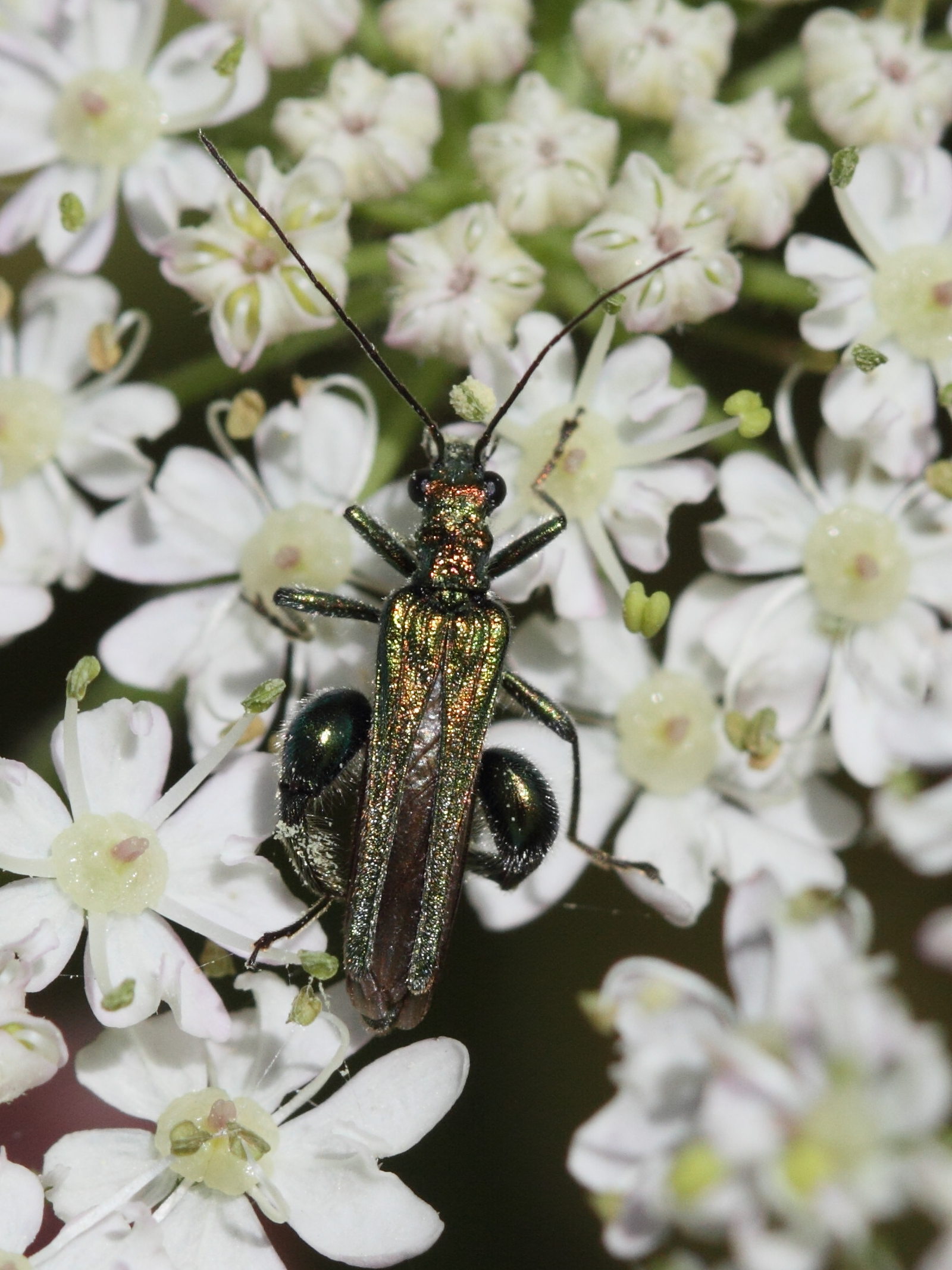 oedemera_nobilis4bd