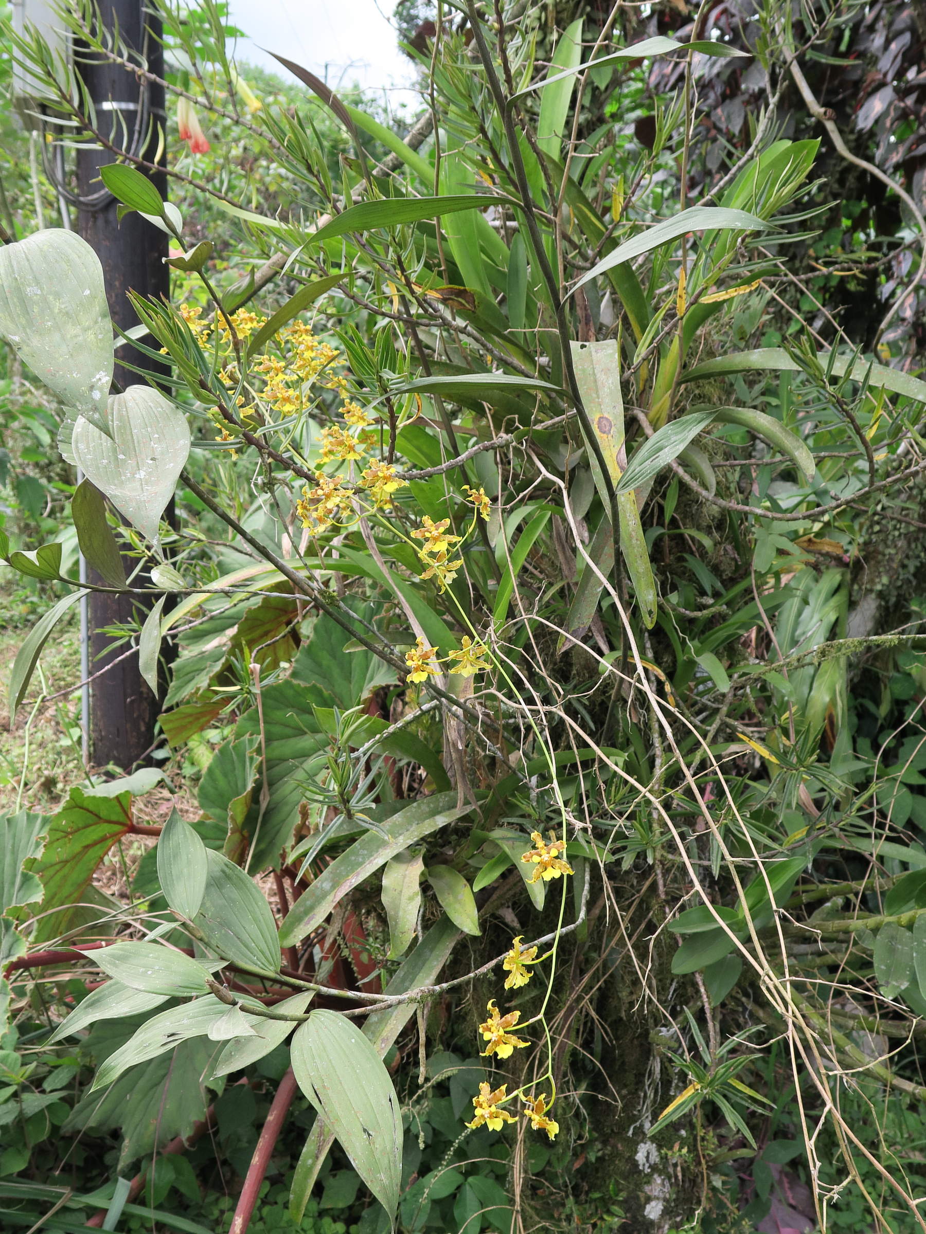 oncidium_stenotis1md