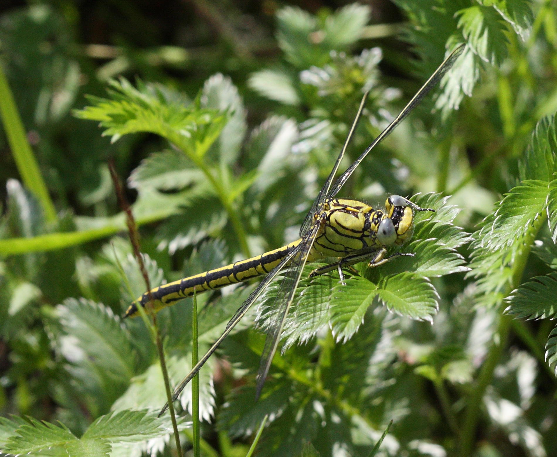 onychogomphus_forcipatus5bd