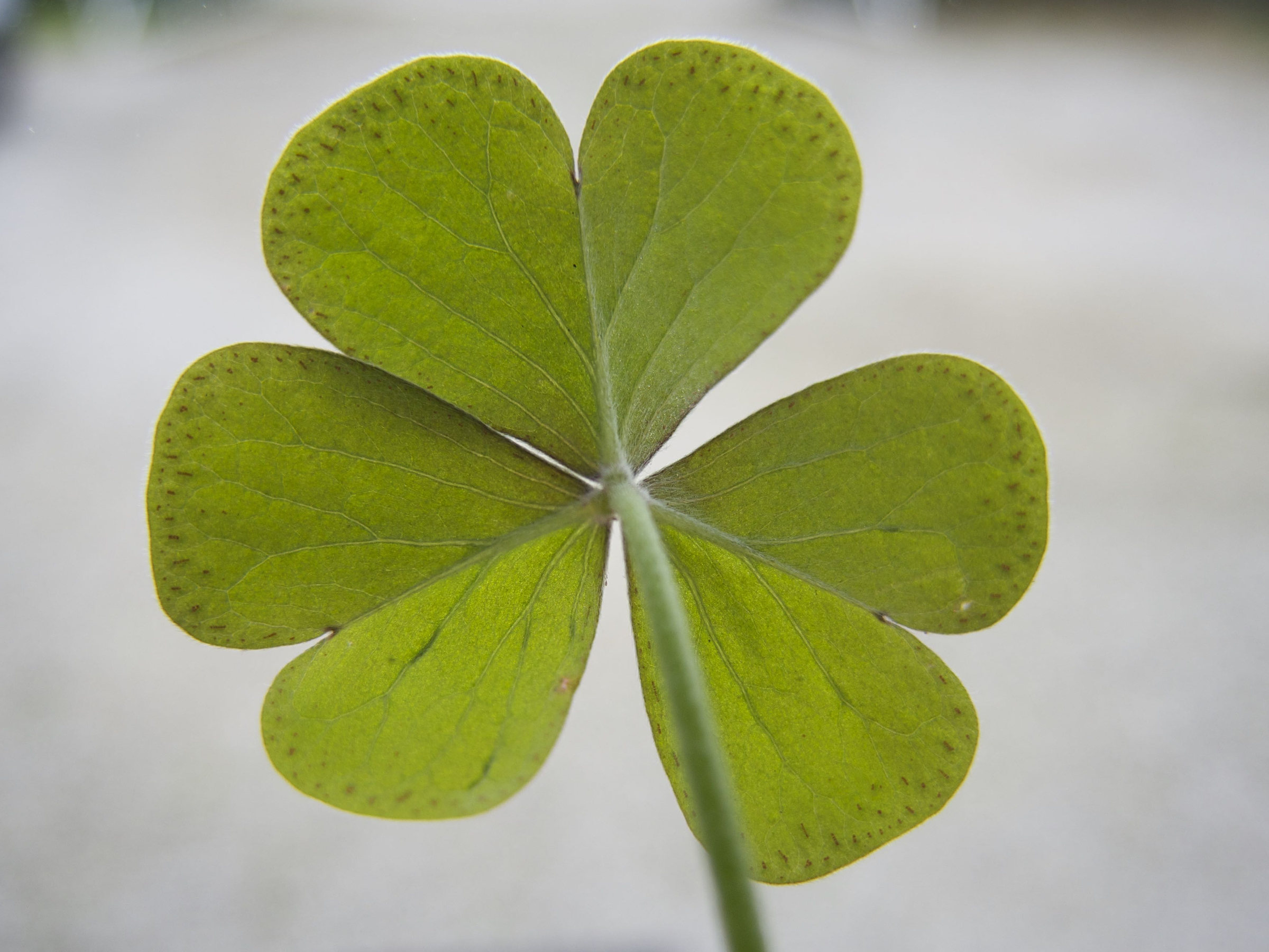 oxalis_articulata5md