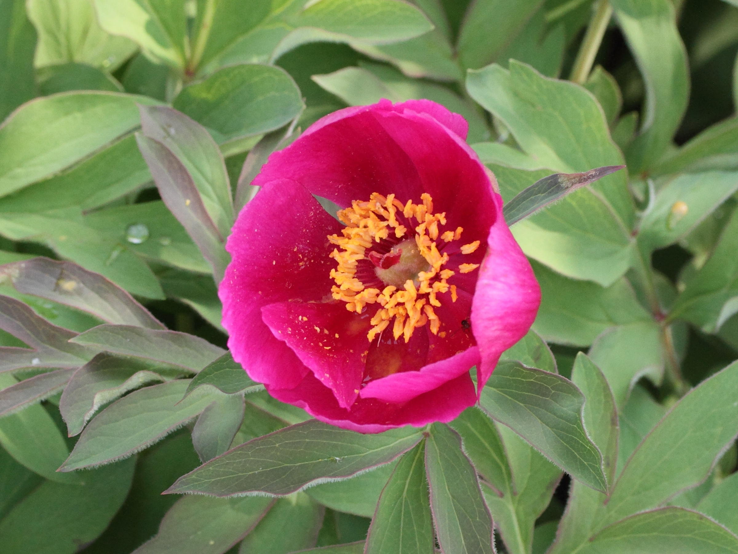 Paeonia_arietina
