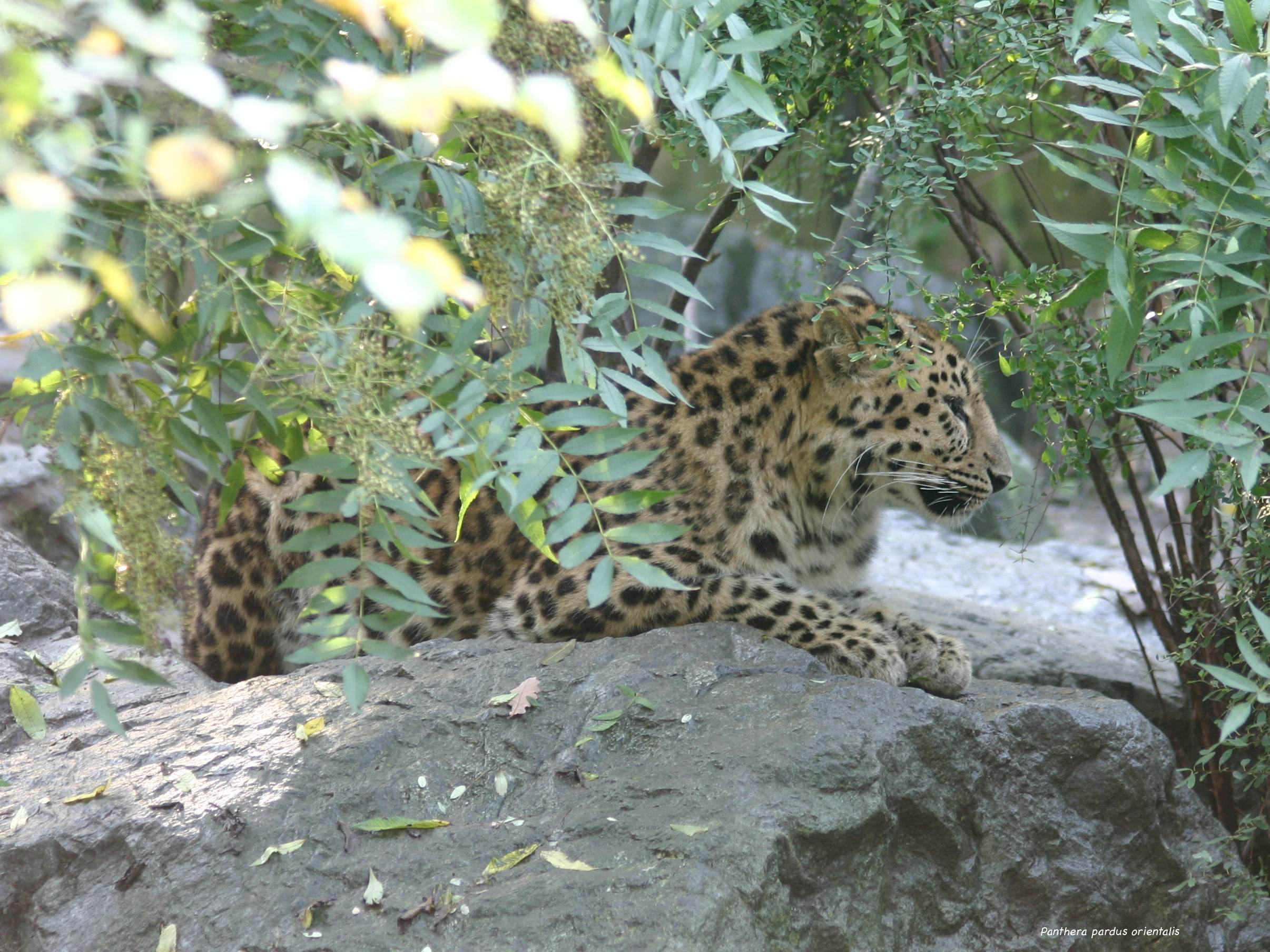 panthera_pardus_orientalis2sd