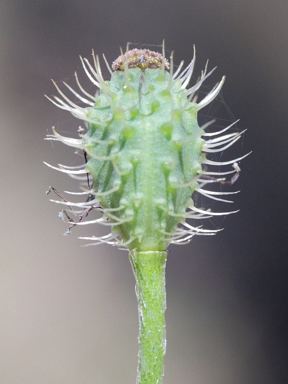 Afficher le média papaver_hybridum4md papaver_hybridum4md