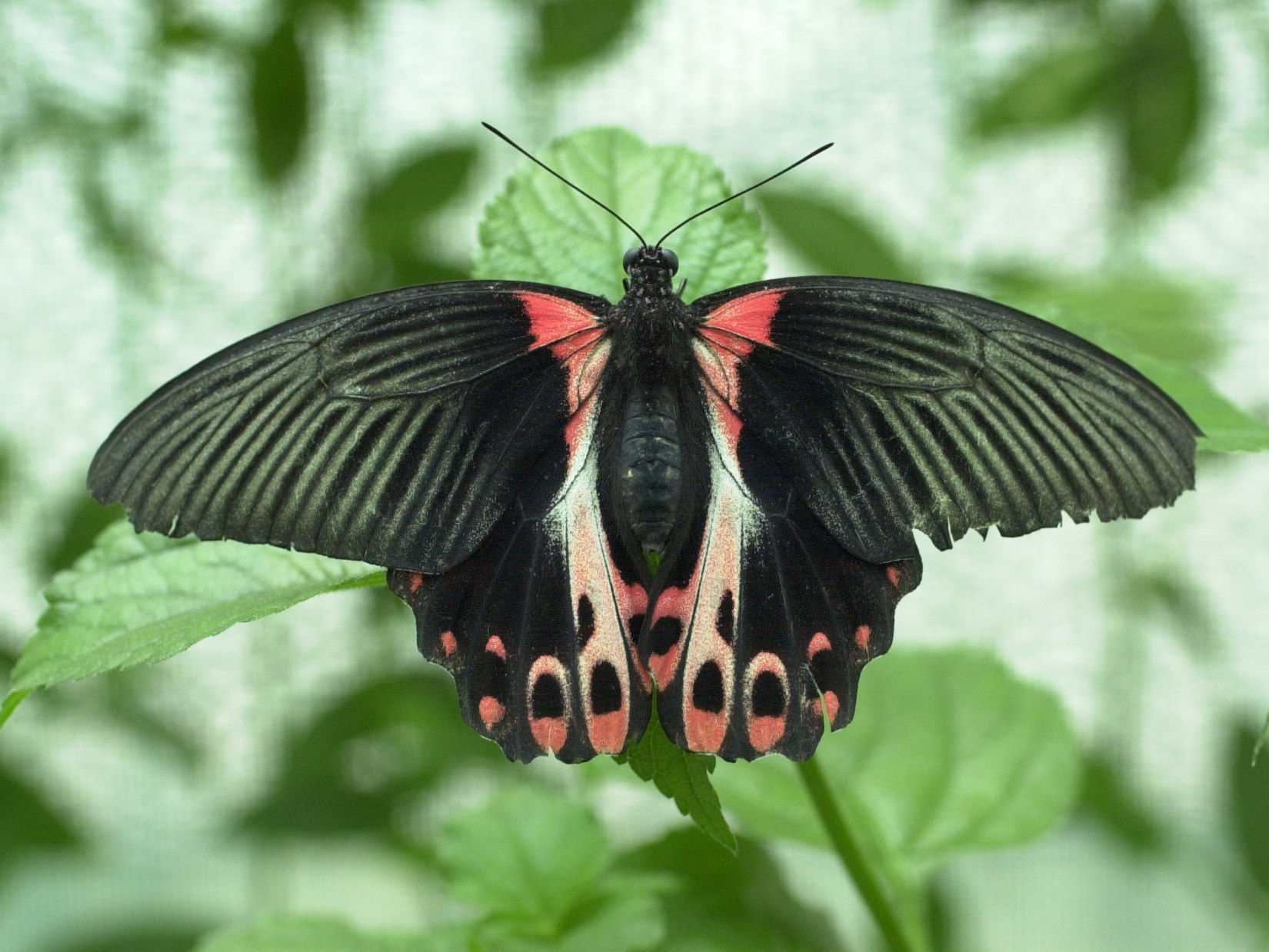 papilio_rumanzovia1md