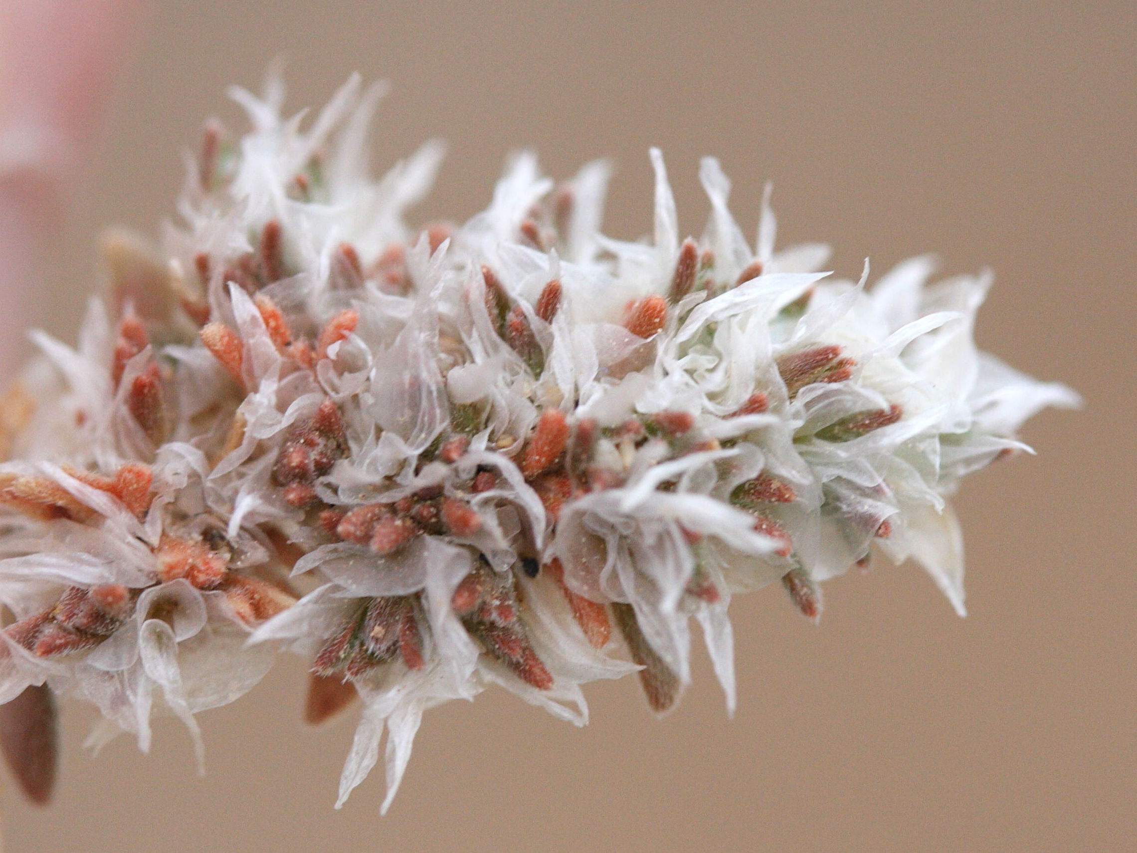 paronychia_macrosepala2md