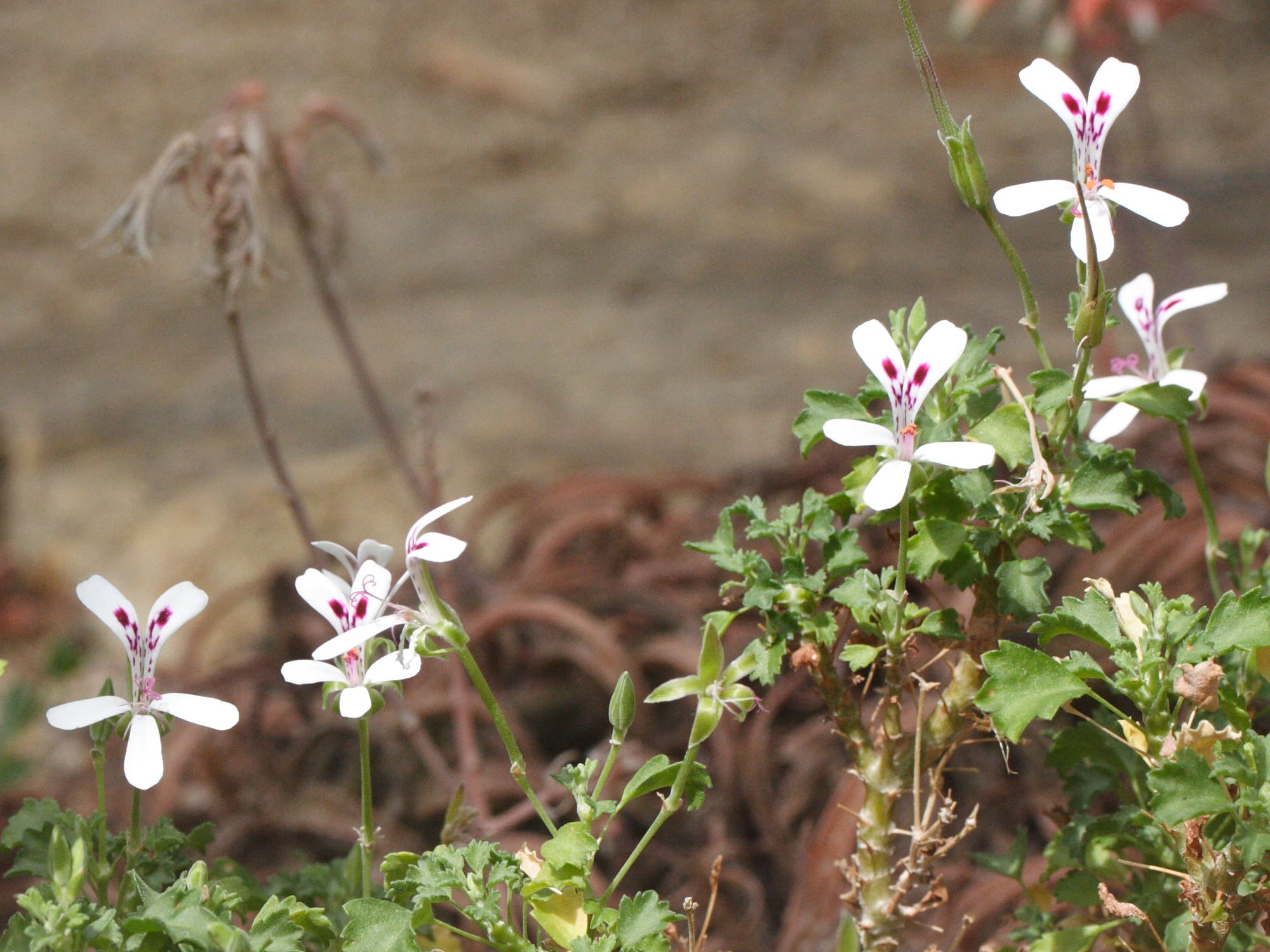 Afficher le média pelargonium_xerophyton2md pelargonium_xerophyton2md