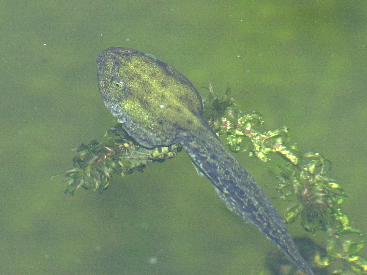 pelophylax_esculenta4md