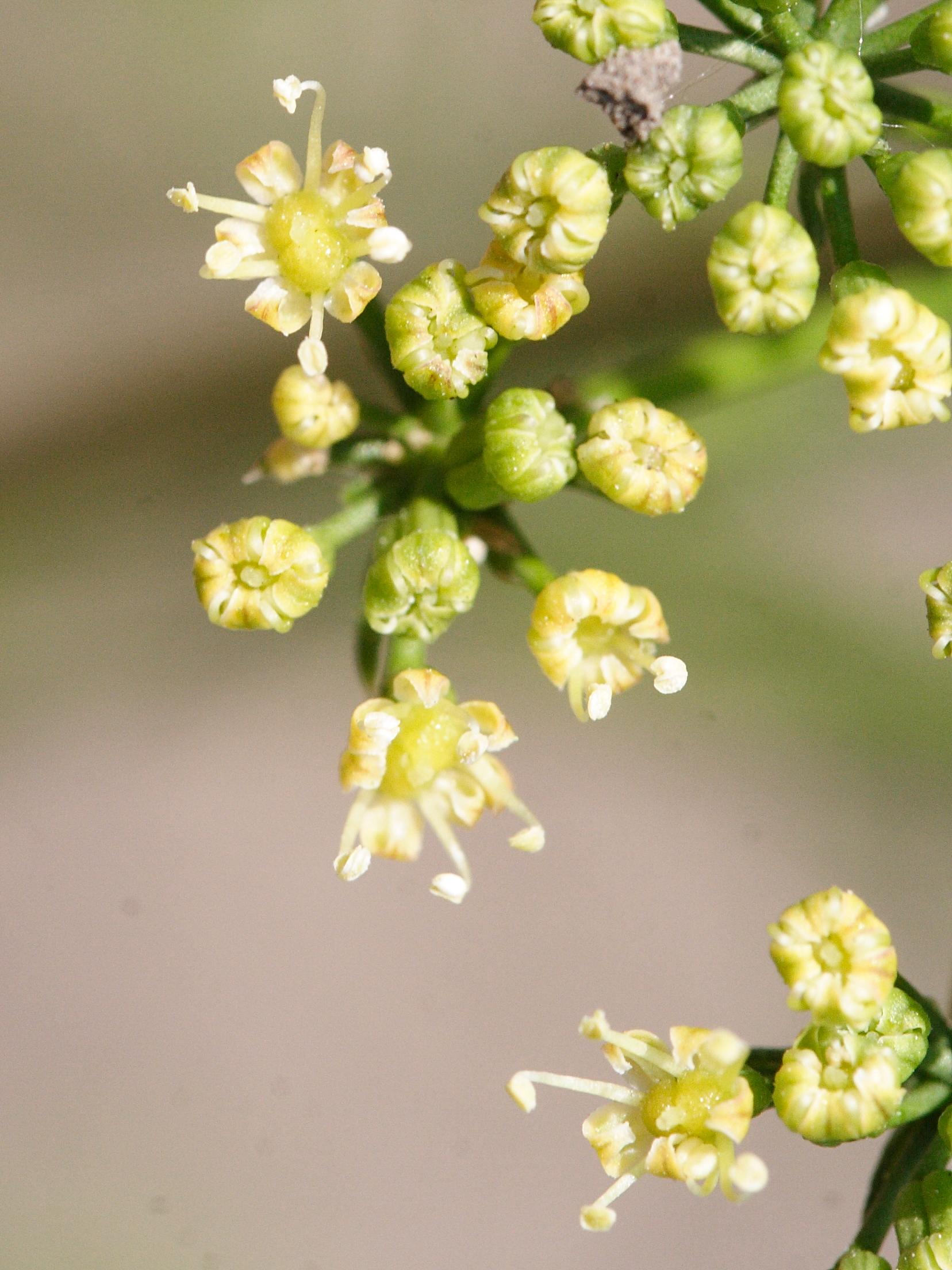 petroselinum_crispum5md