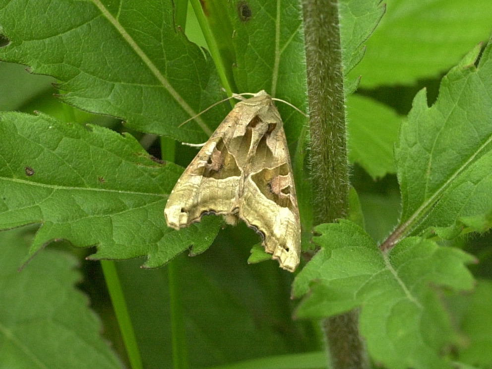 phlogophora_meticulosa1bd