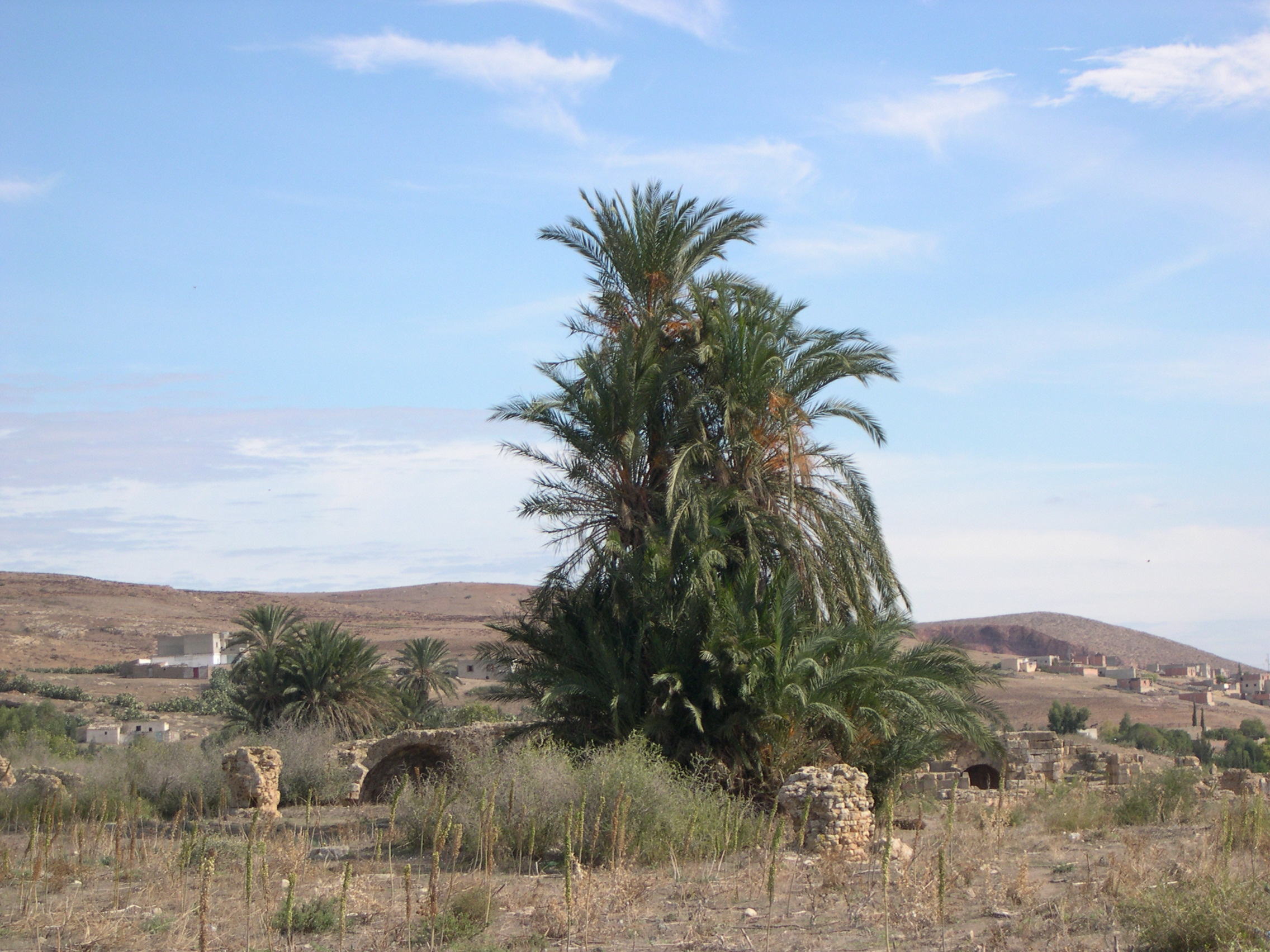 phoenix_dactylifera1md