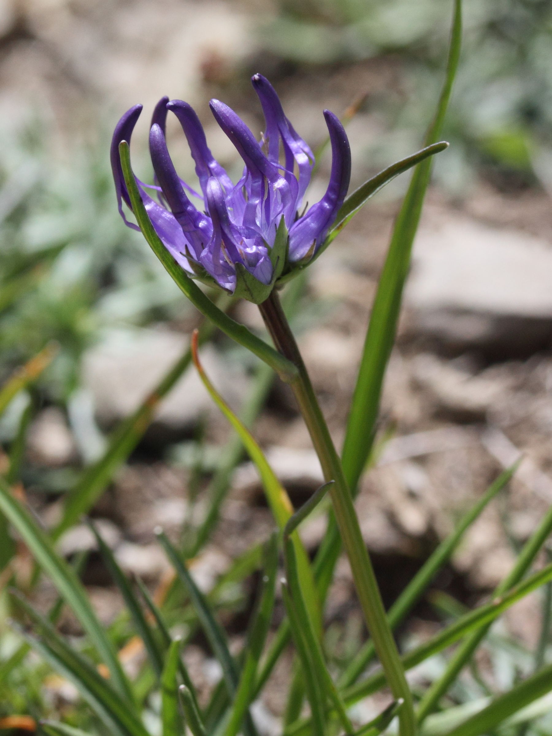 phyteuma_hemisphaericum3md