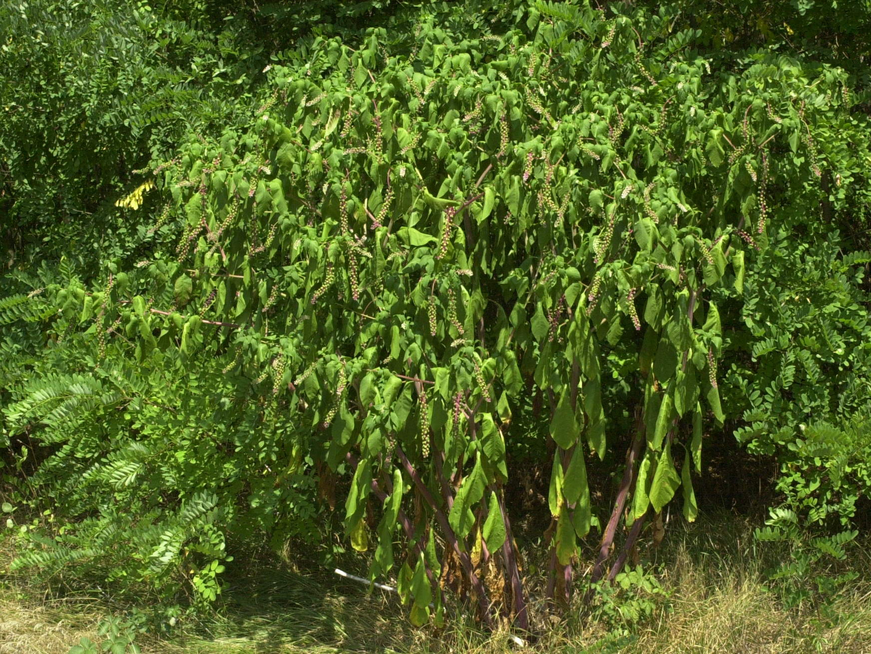 phytolacca_americana1md