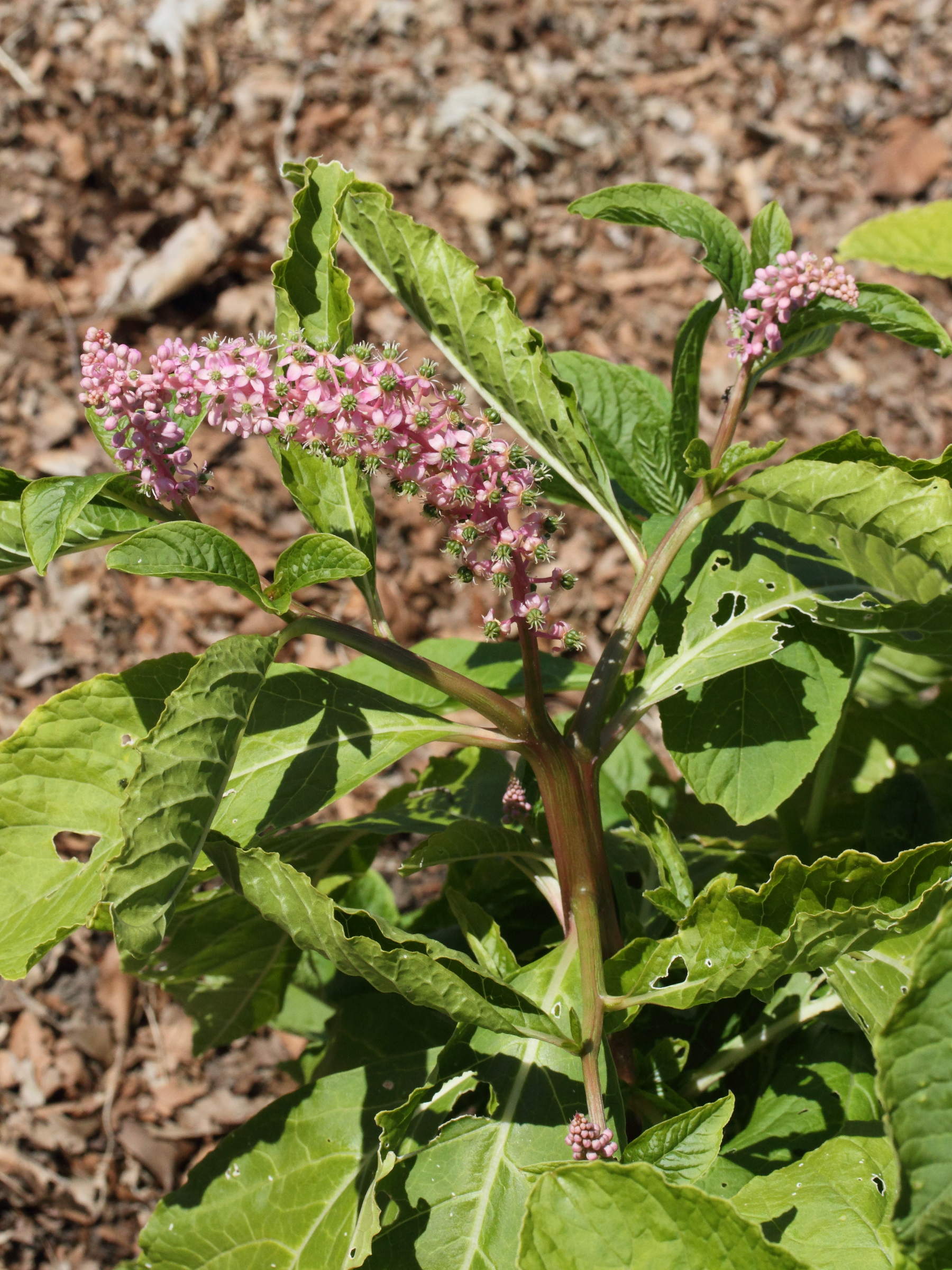 phytolacca_polyandra2md