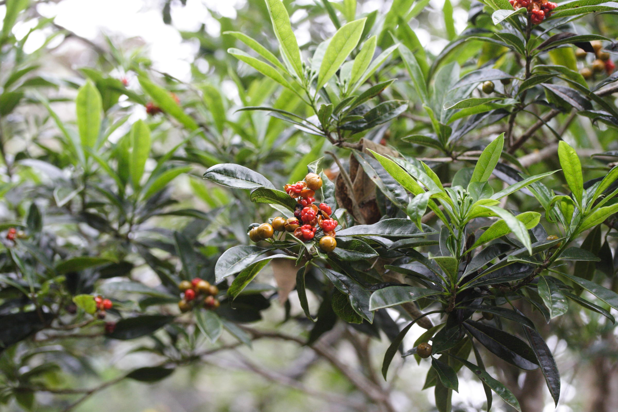 pittosporum_senacia5md