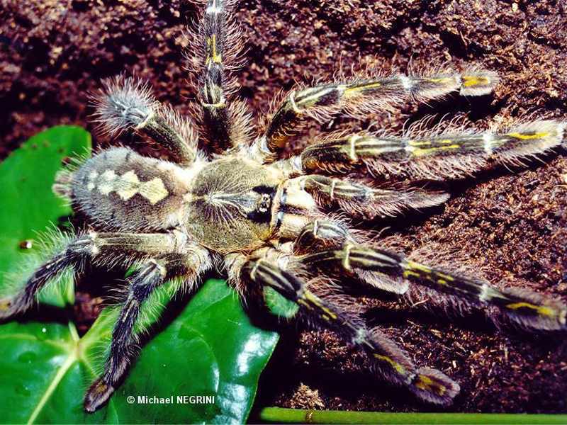 poecilotheria_rufilata4