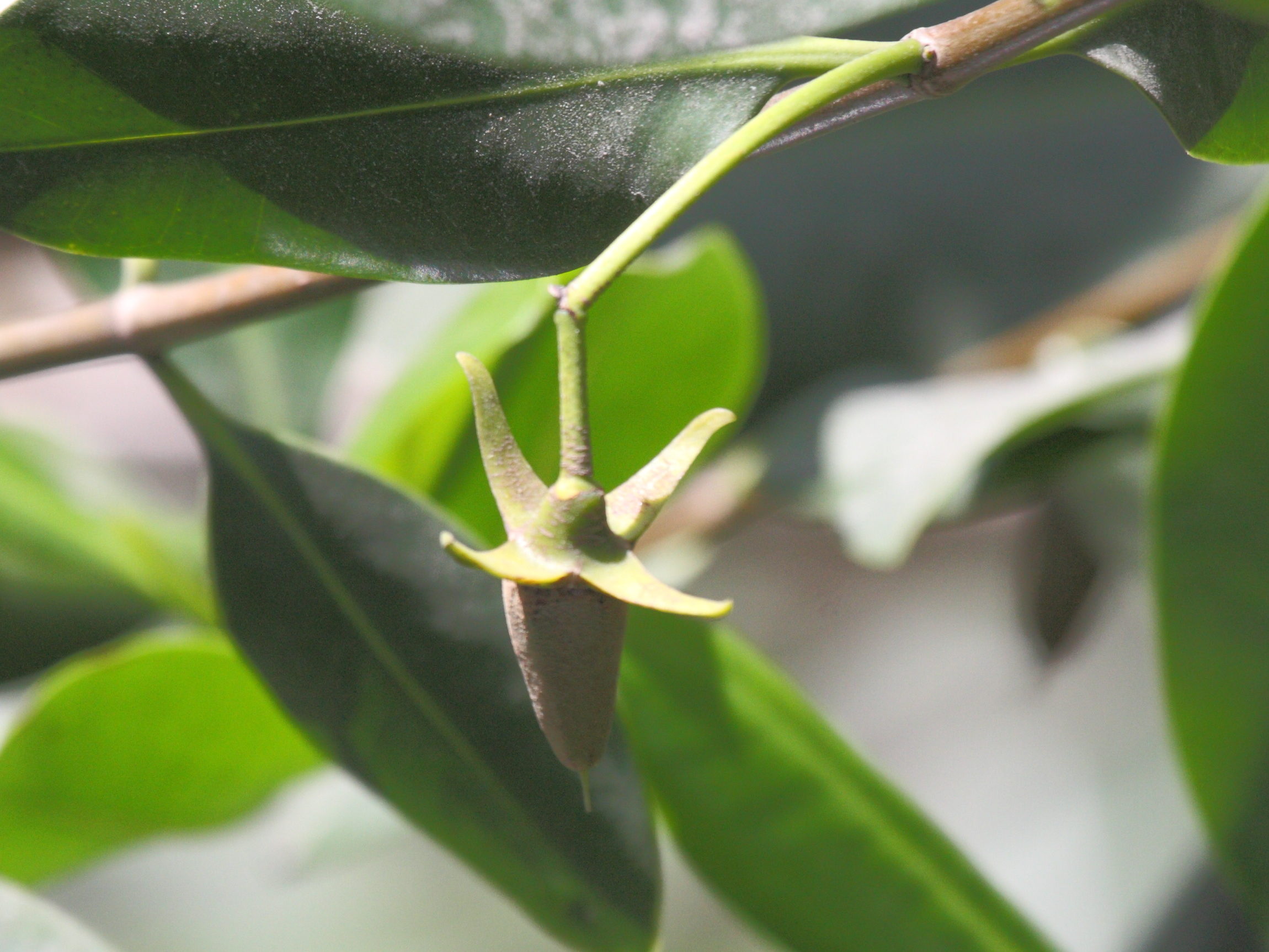 rhizophora_mangle2bd