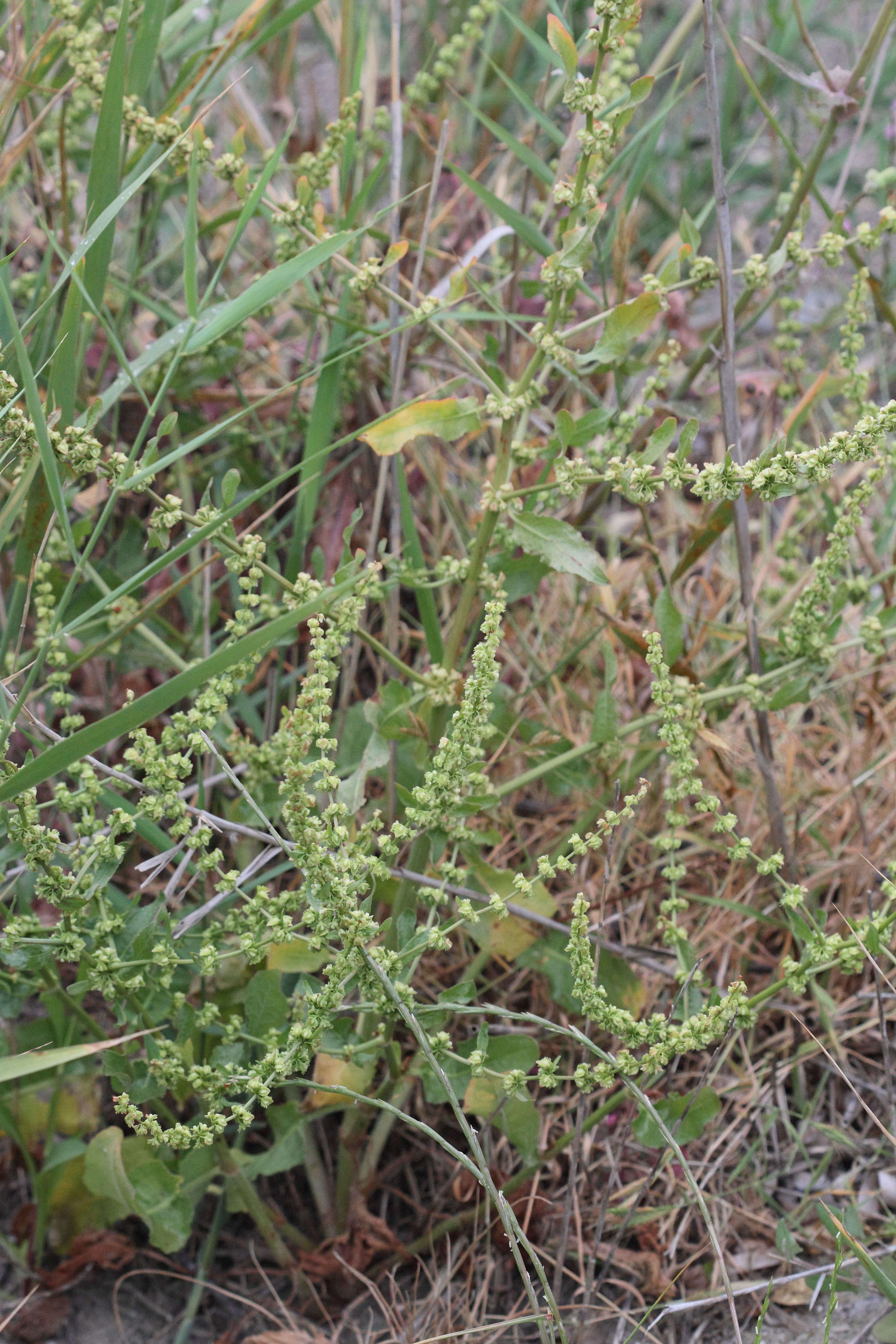 rumex_pulcher1bd