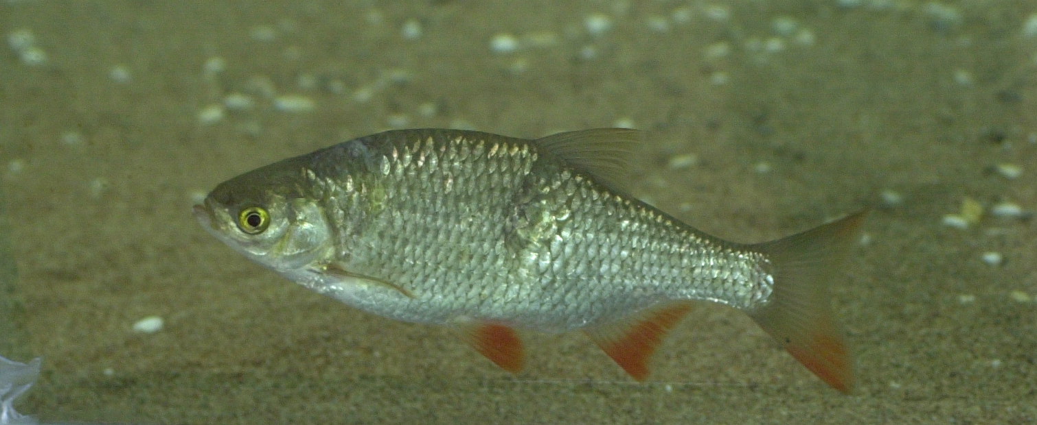 scardinius_erythrophthalmus2bd