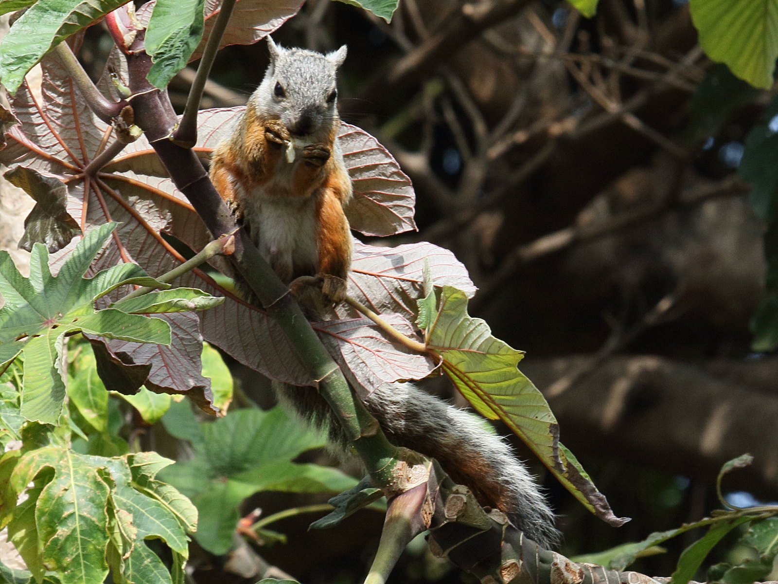sciurus_variegatoides5bd
