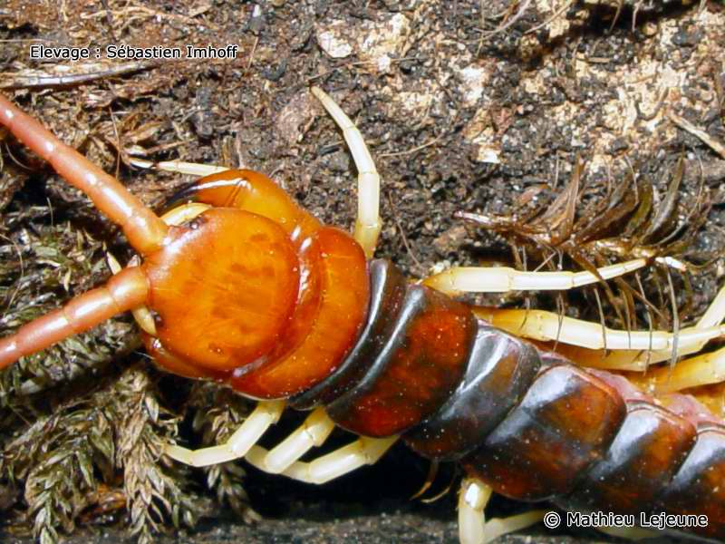 scolopendra_gigantea4ml