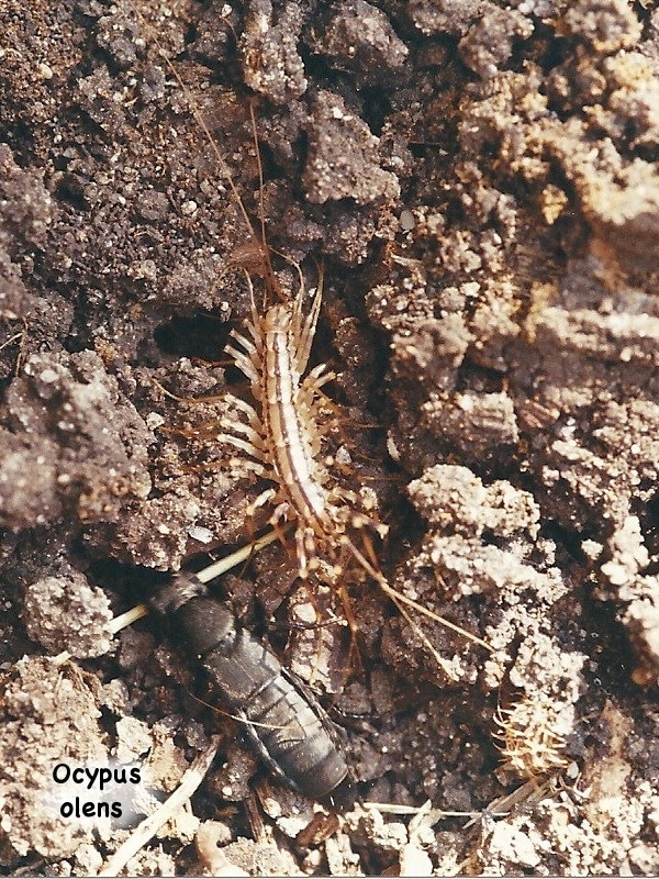 Afficher le média scutigera_coleoptrata1md scutigera_coleoptrata1md